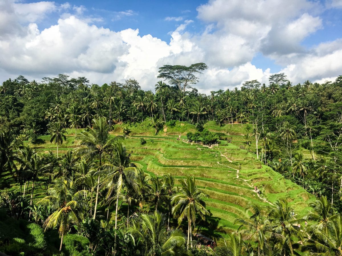 der perfekte bali trip tegalalang