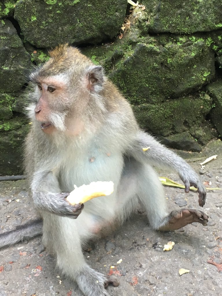 der perfekte bali trip monkey forest