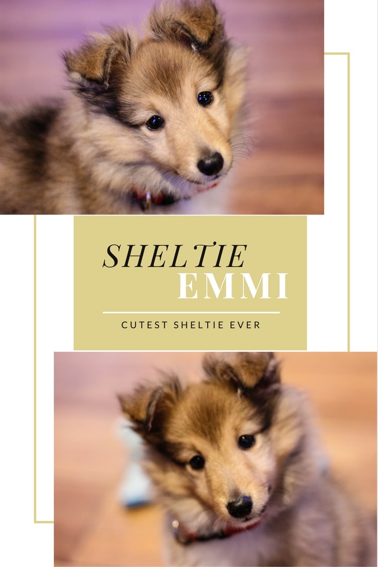 sheltie welpe emmi welcome home