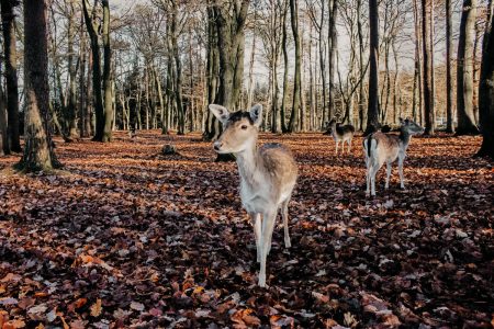 wildpark schwarze berge