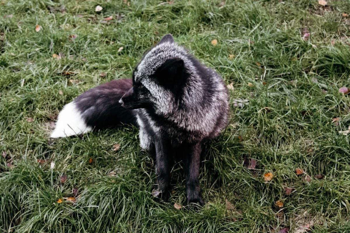 wildpark hamburg fuchs