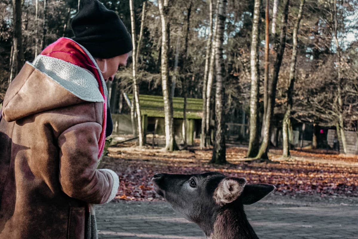 wildpark schwarze berge reh