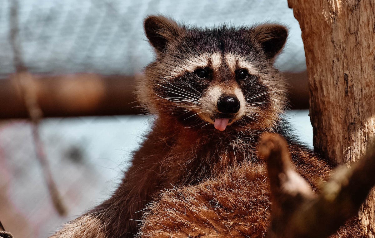 tierpark schwarze berge waschbär