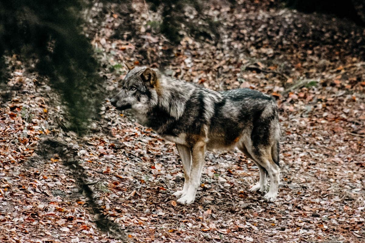 wildpark hamburg wölfe