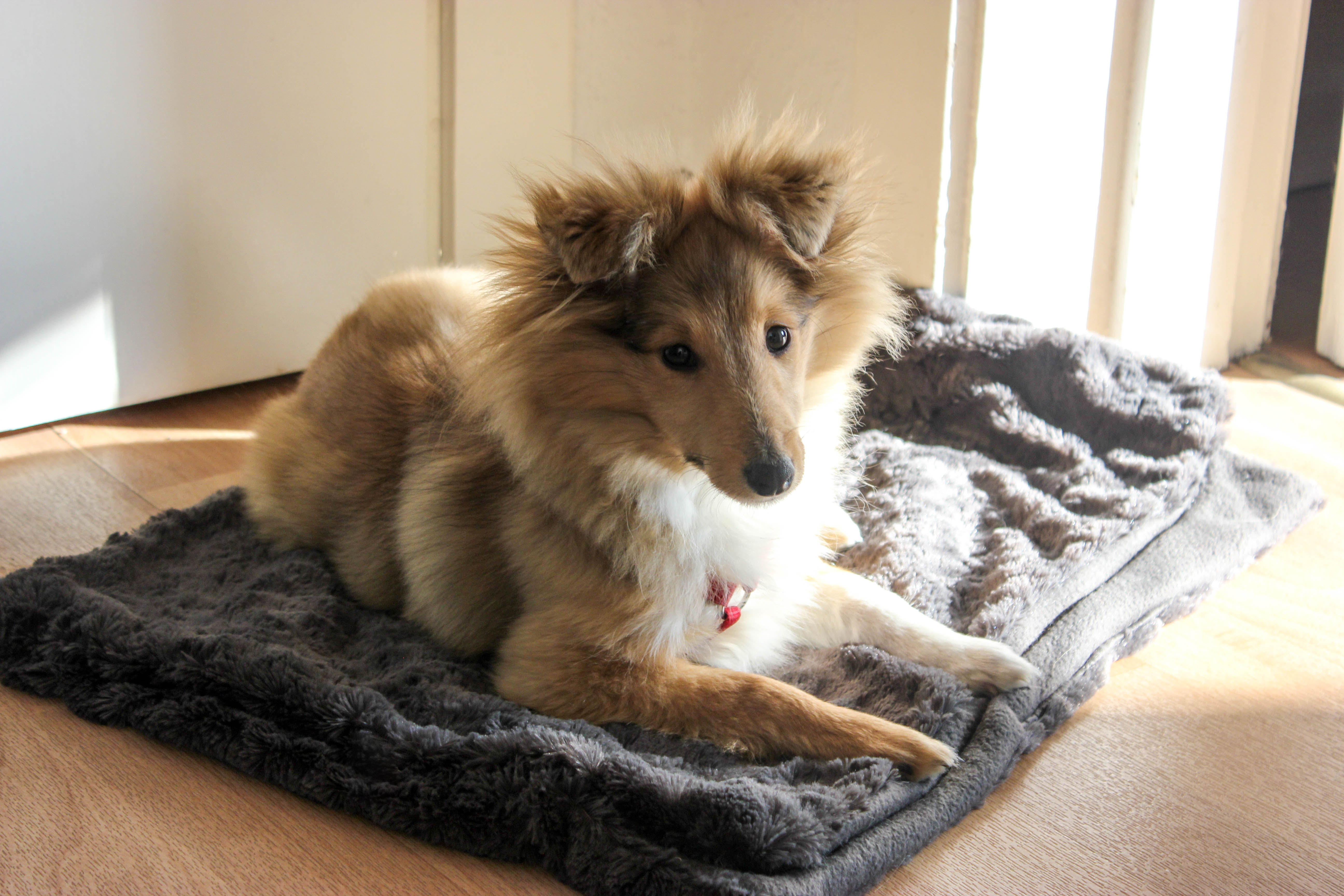 sheltie emmi sonnenbad