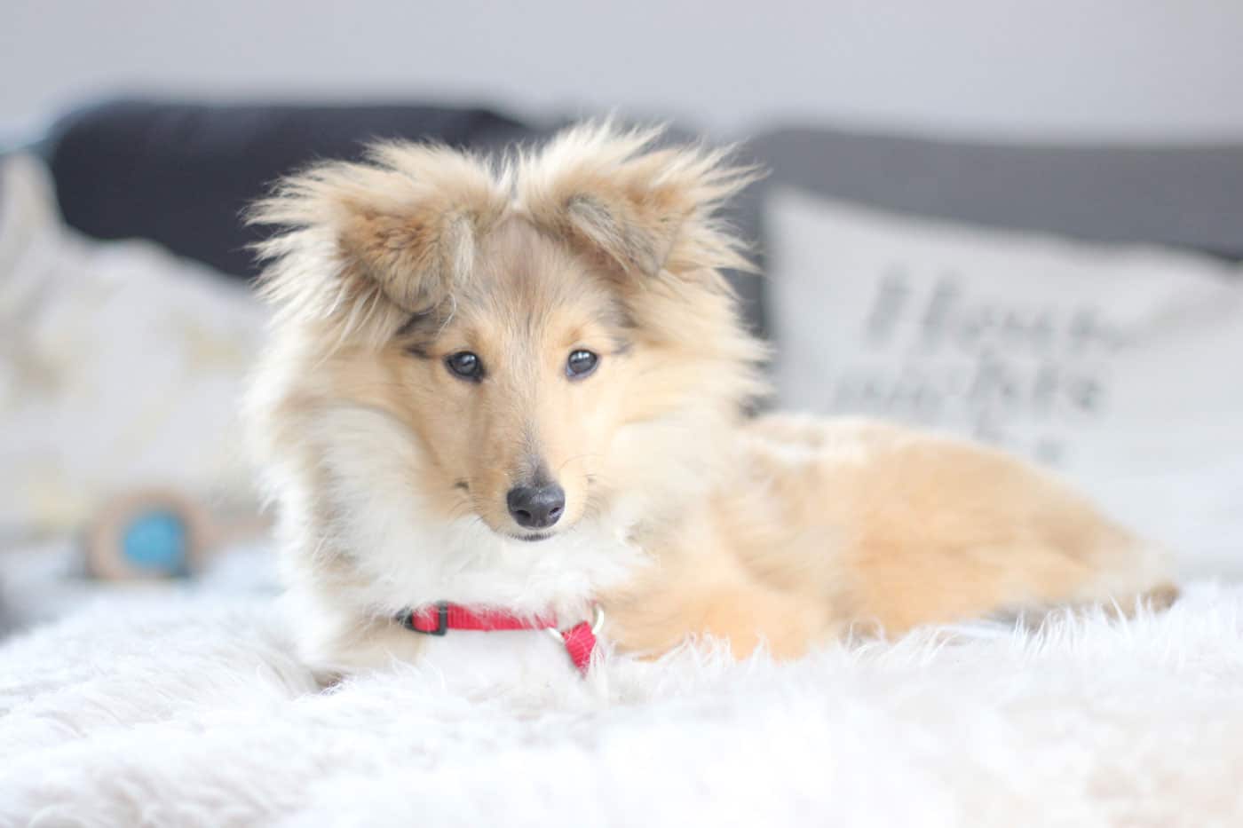 sheltie emmi update warum kein hundblog