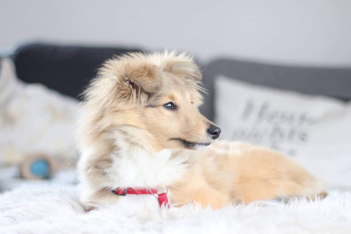 sheltie emmi shetland sheepdog