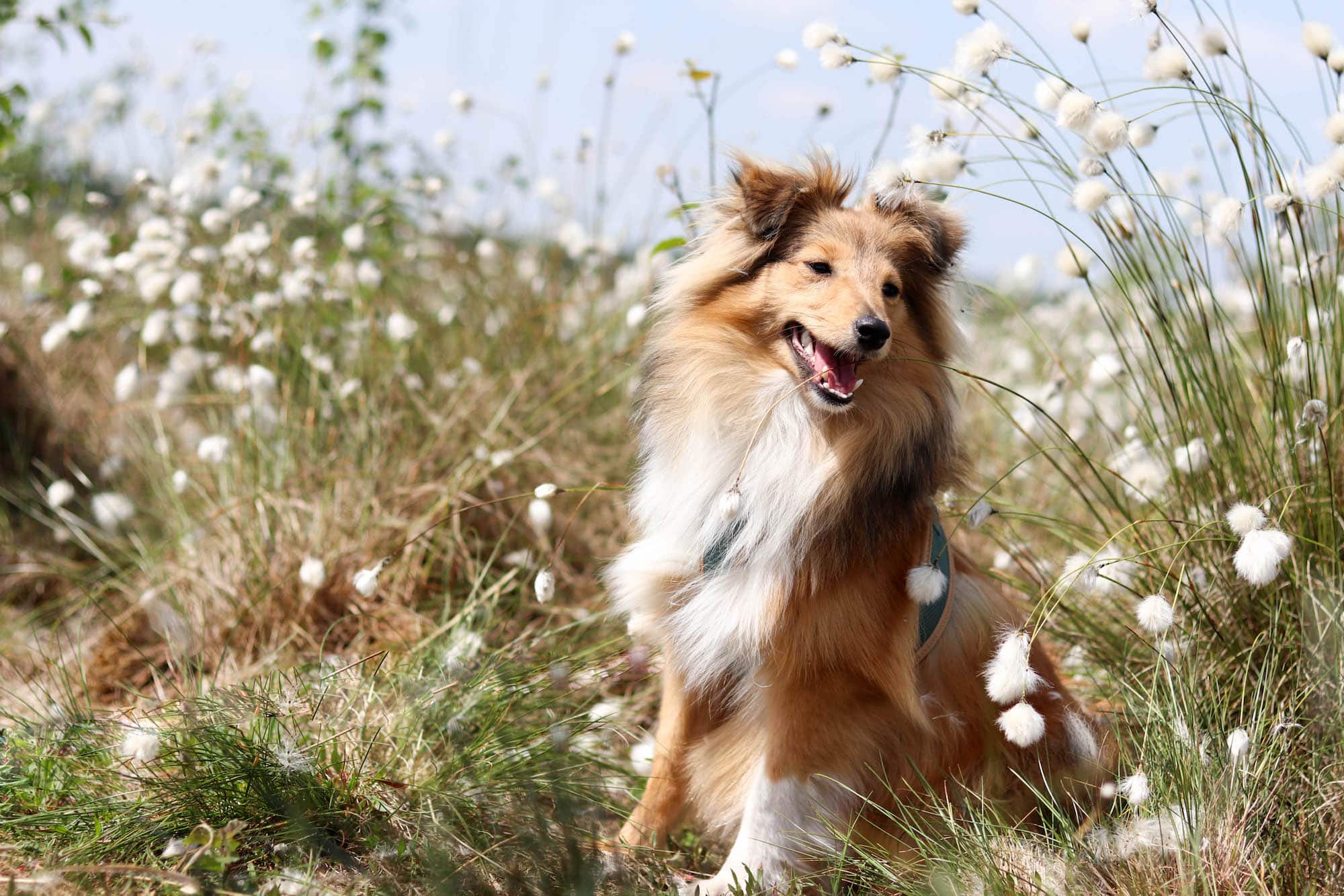 Sheltie Hamburg