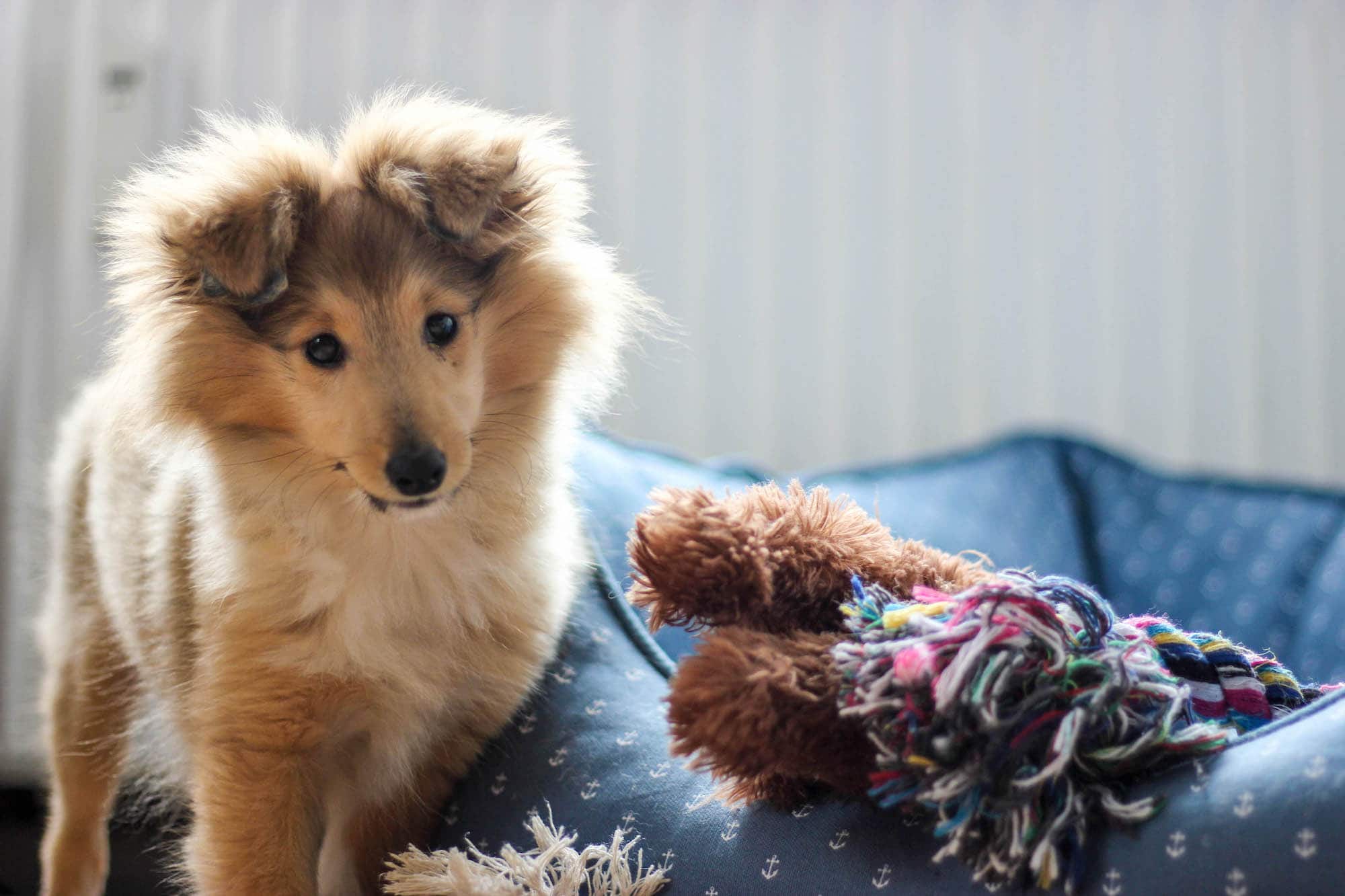 ein halbes jahr mit hund Sheltie Welpe Emmi