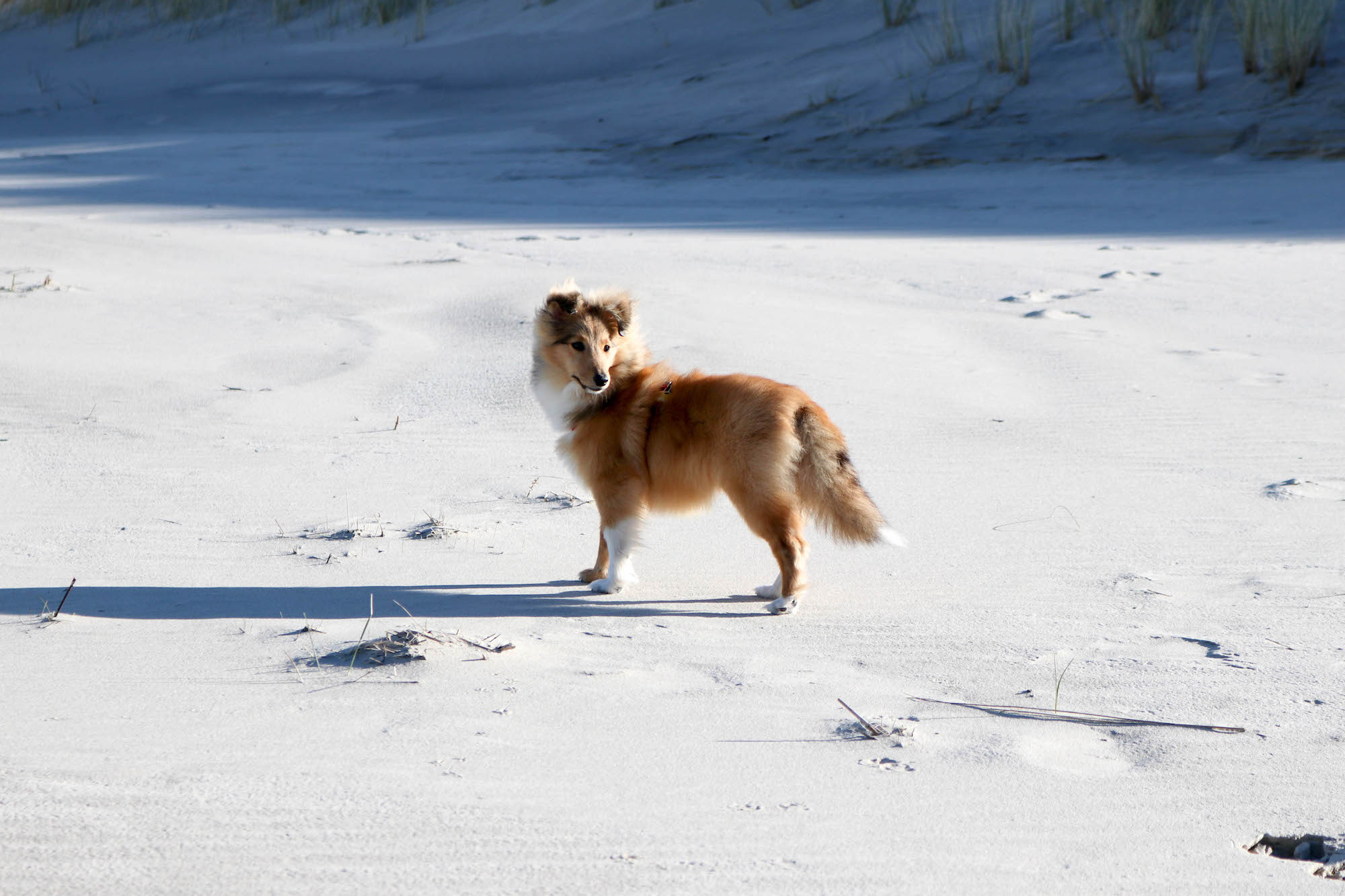 Ein halbes Jahr mit Hund Sheltie Weibchen