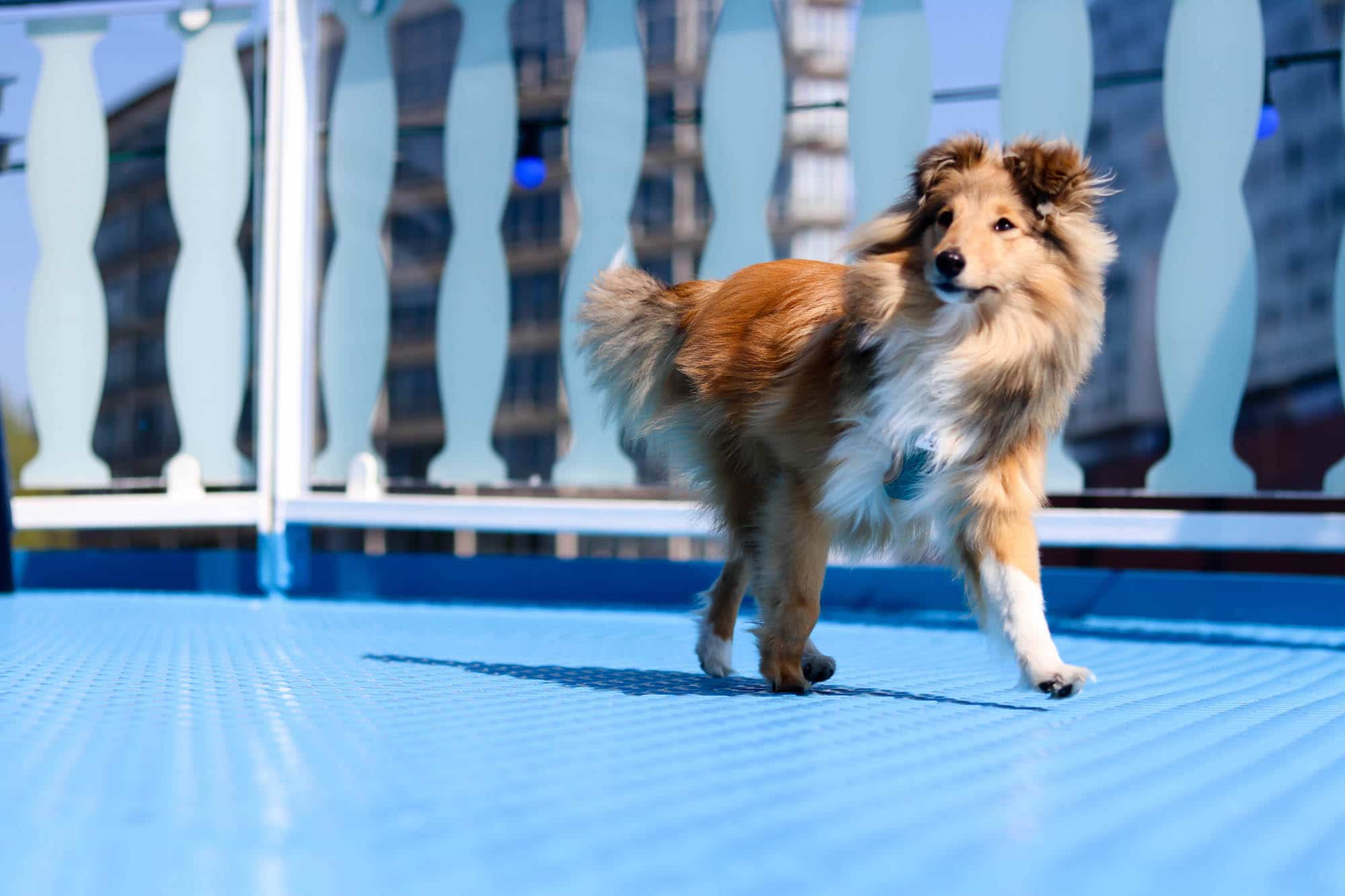 Ein halbes Jahr mit Sheltie Emmi