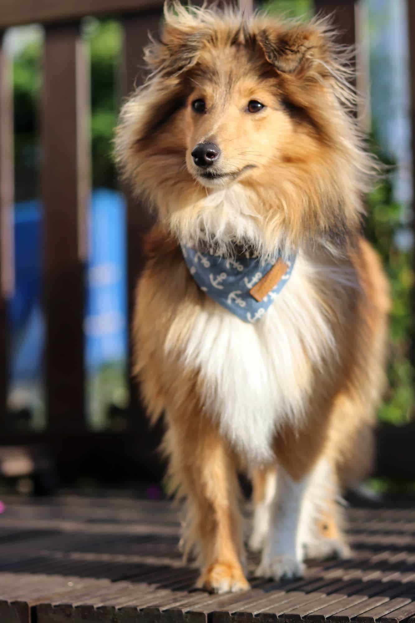 Sheltie Liebe