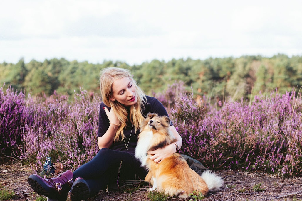 ausflug in die lueneburger heide zur heidebluete mit hund title