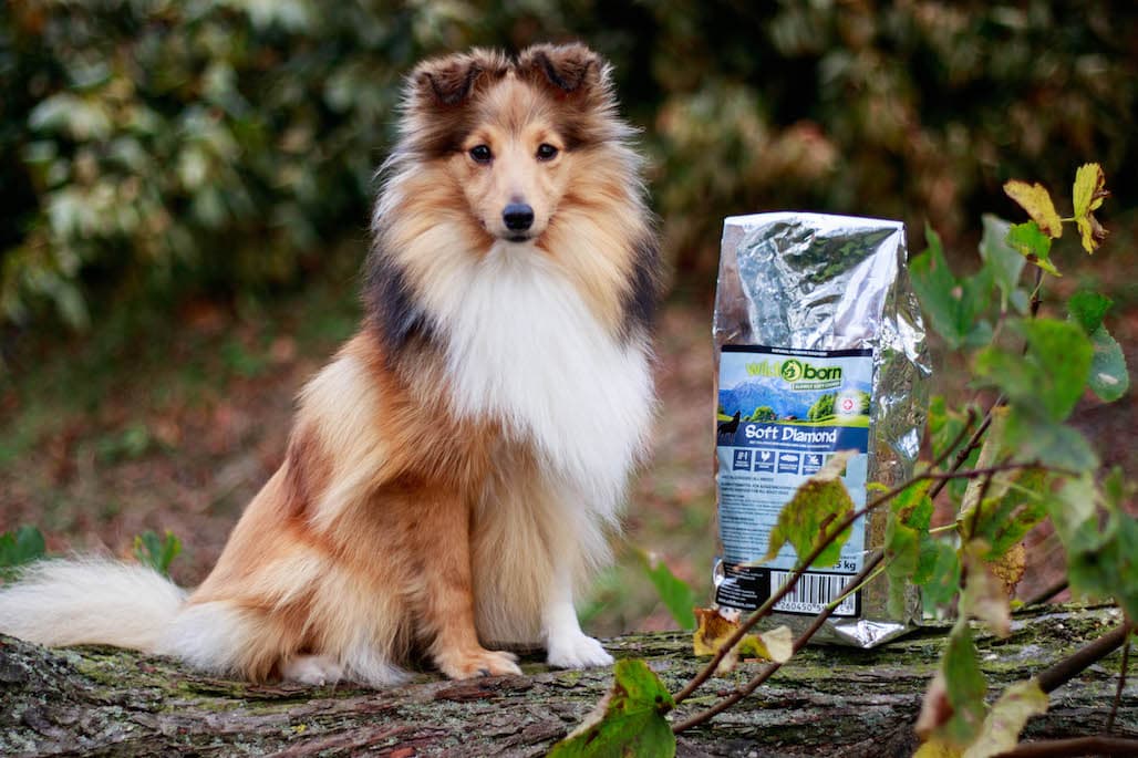 wildborn hundefutter im test