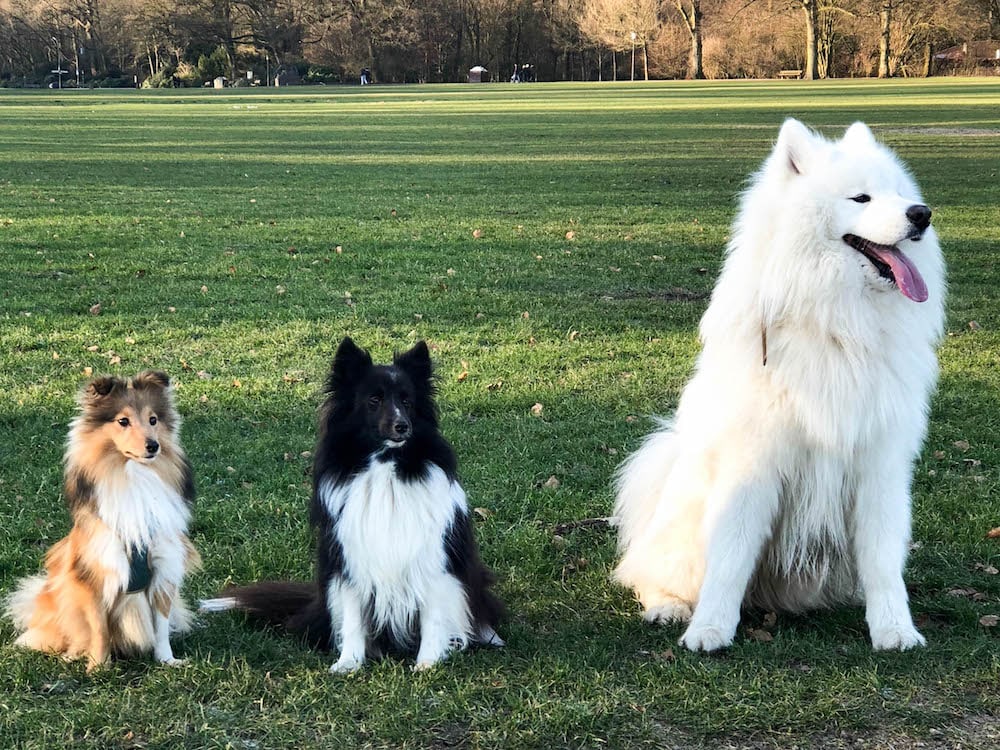 hunde in der Großstadt kontakte