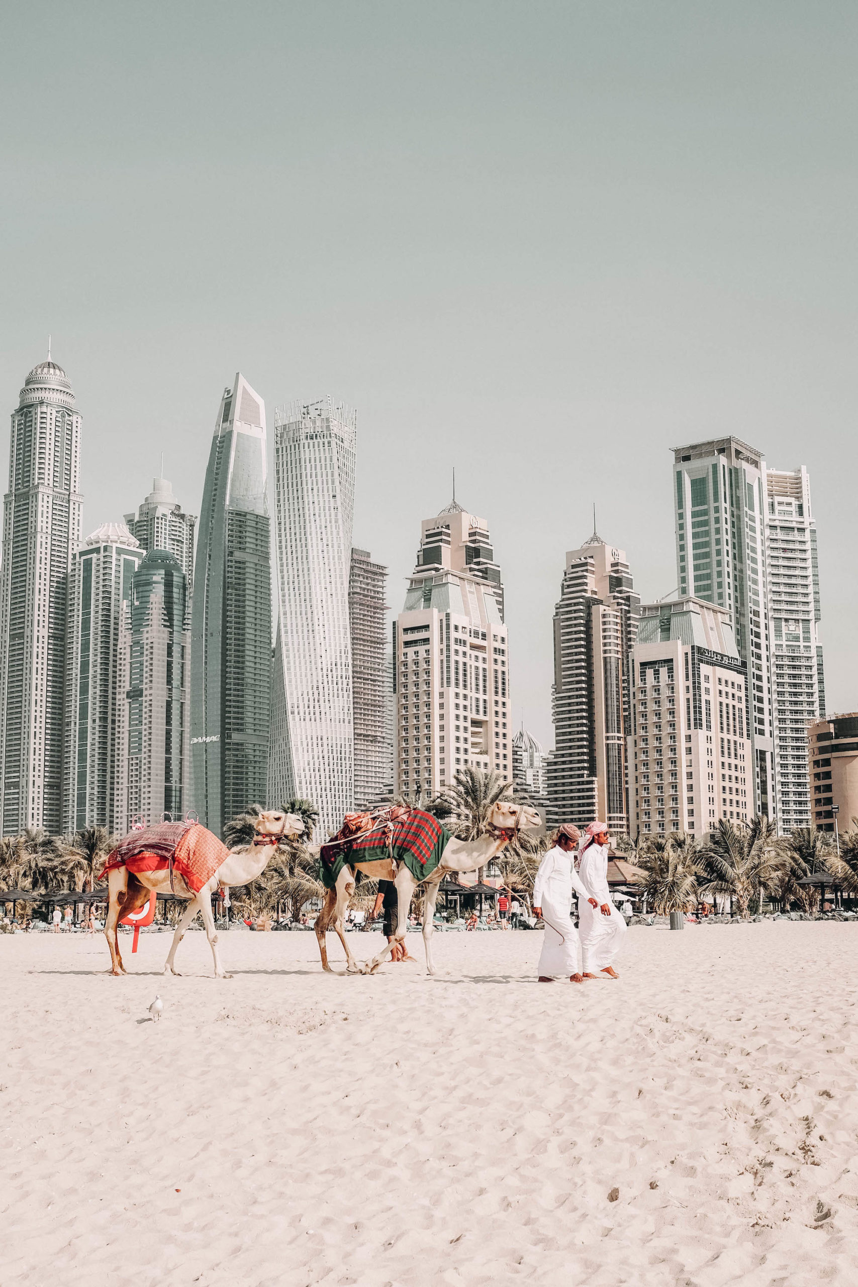 dubai urlaub kamele strand