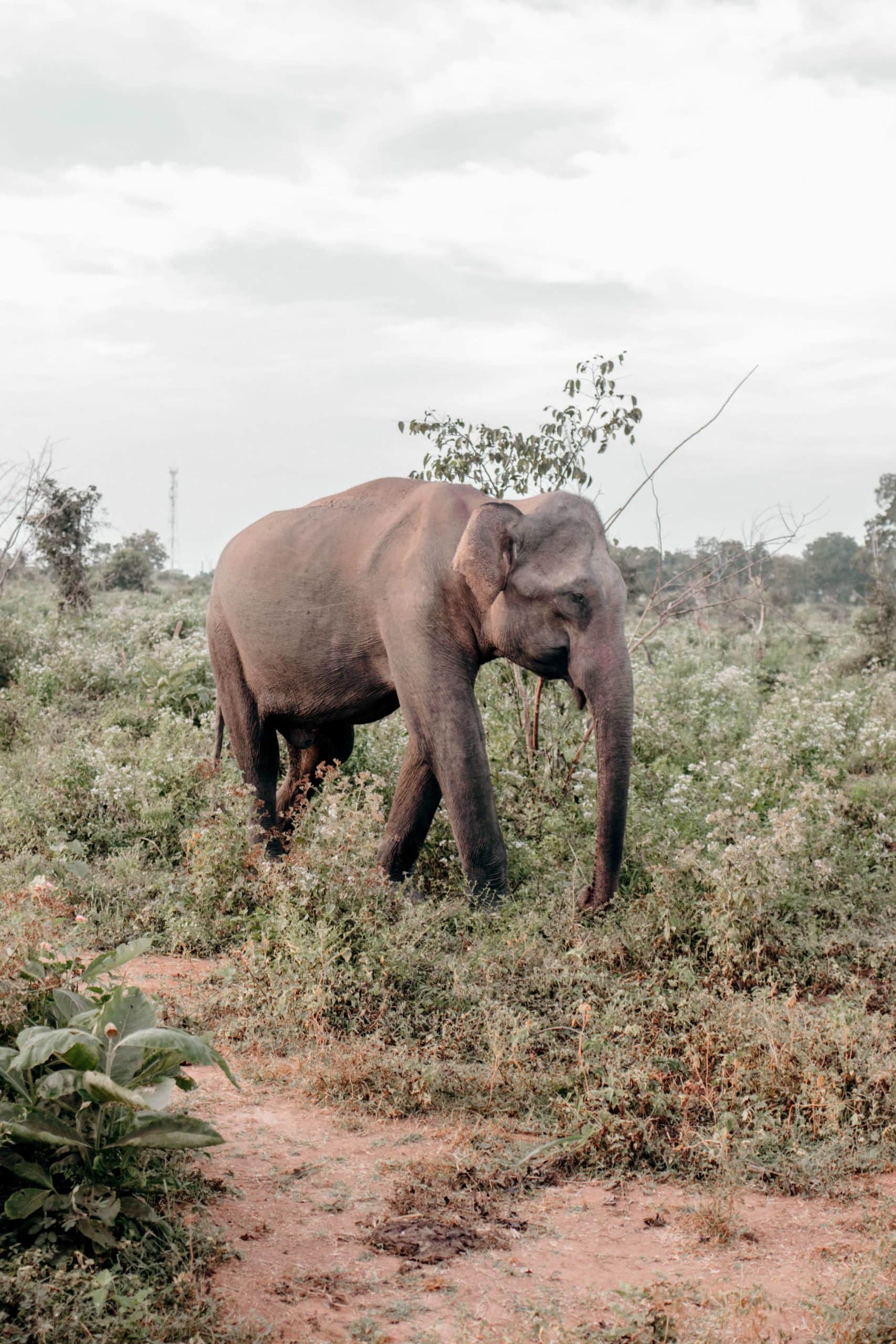 Sri Lanka Safari Elefant