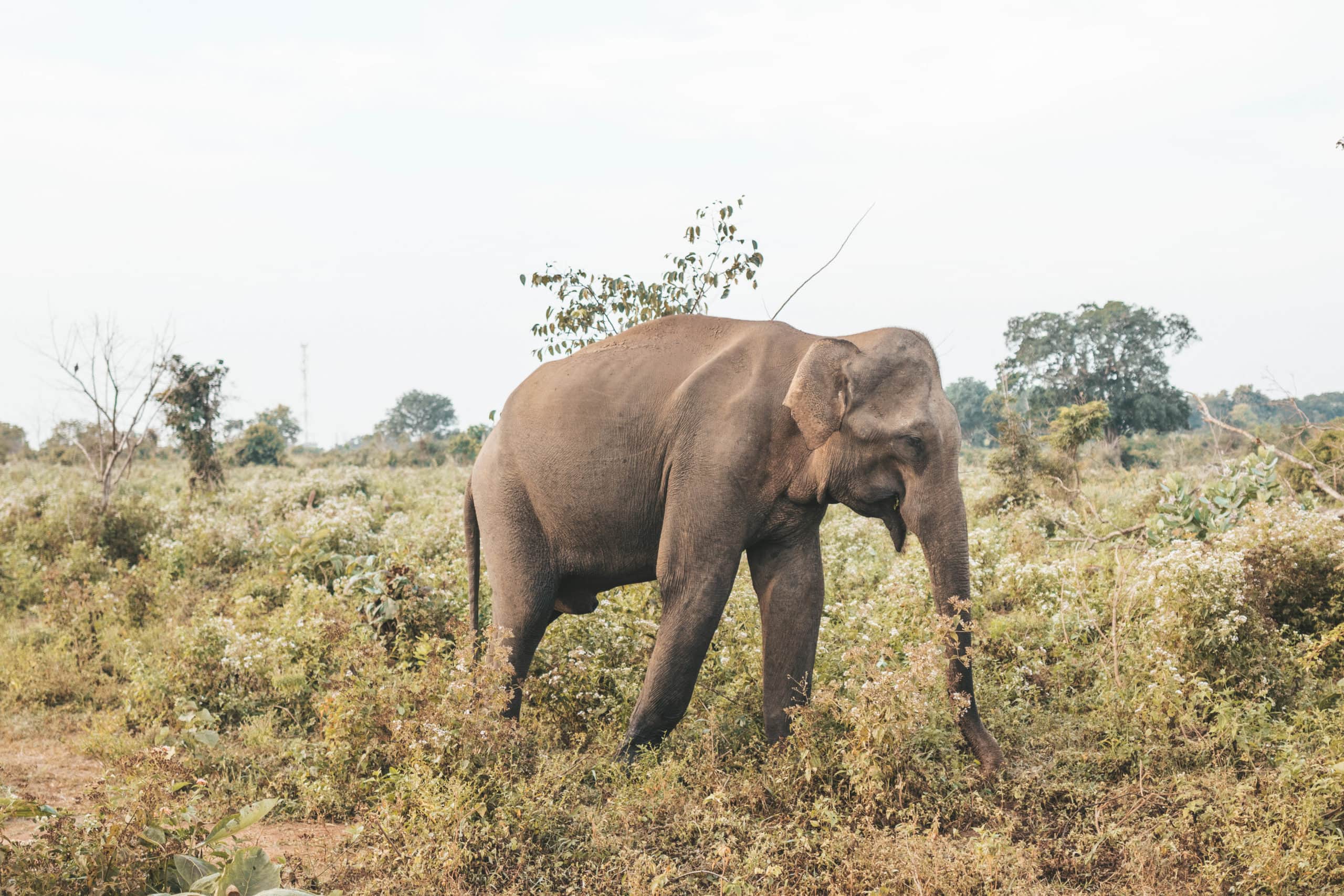 sri lanka rundreise safari