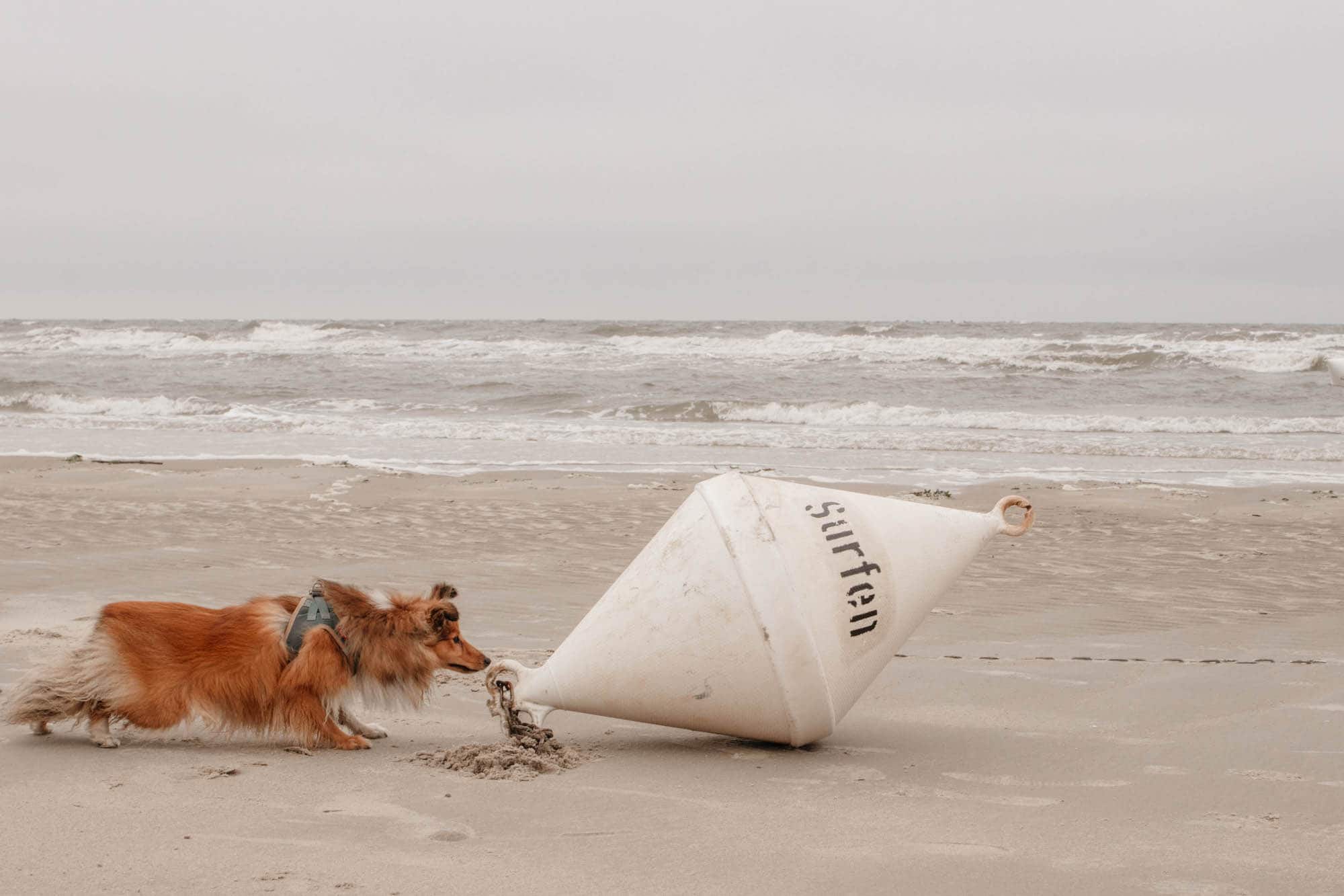 reisen mit hund: 8 tipps strandurlaub