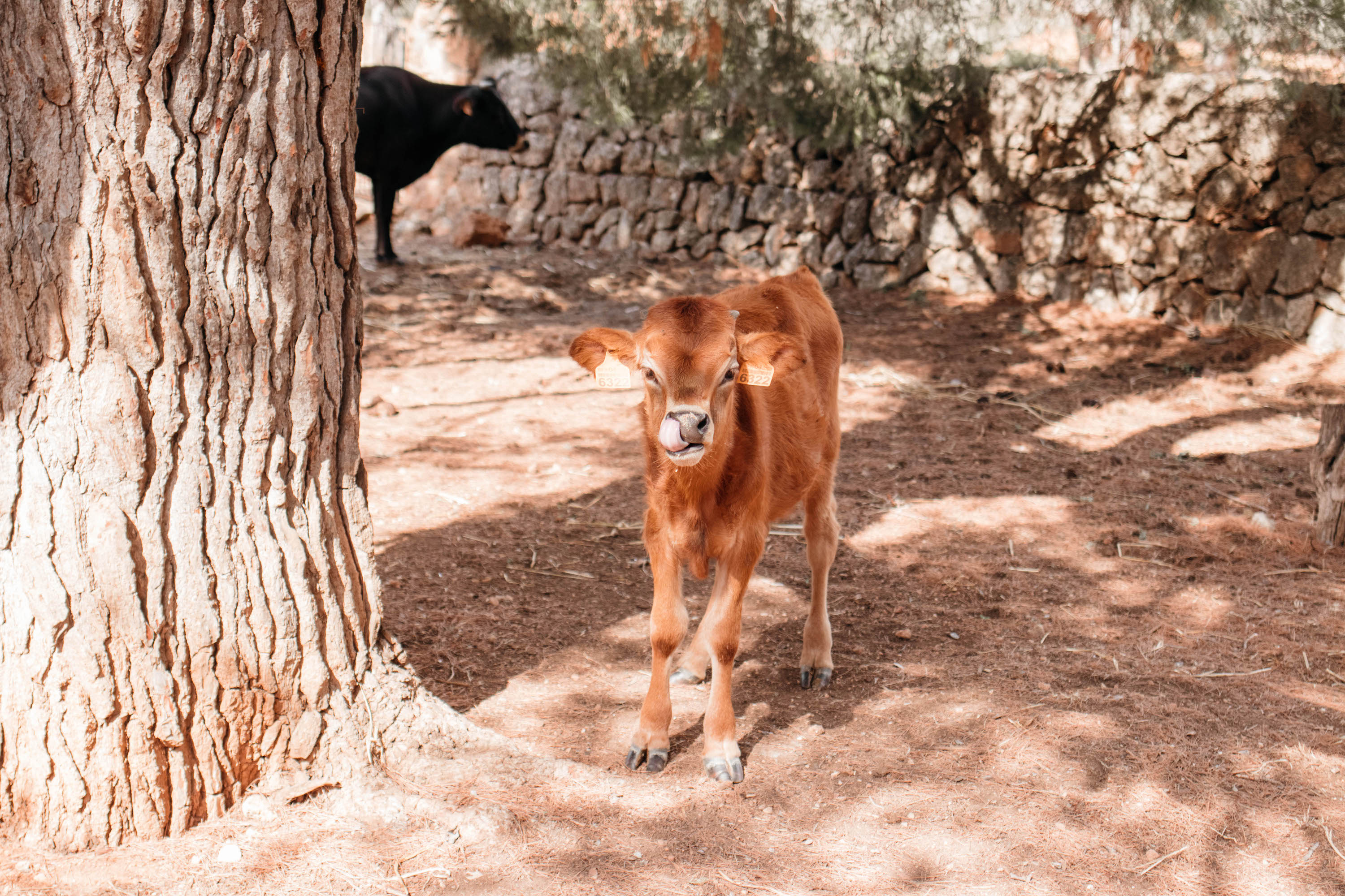 agrotourismo mallorca kalb mit mutter