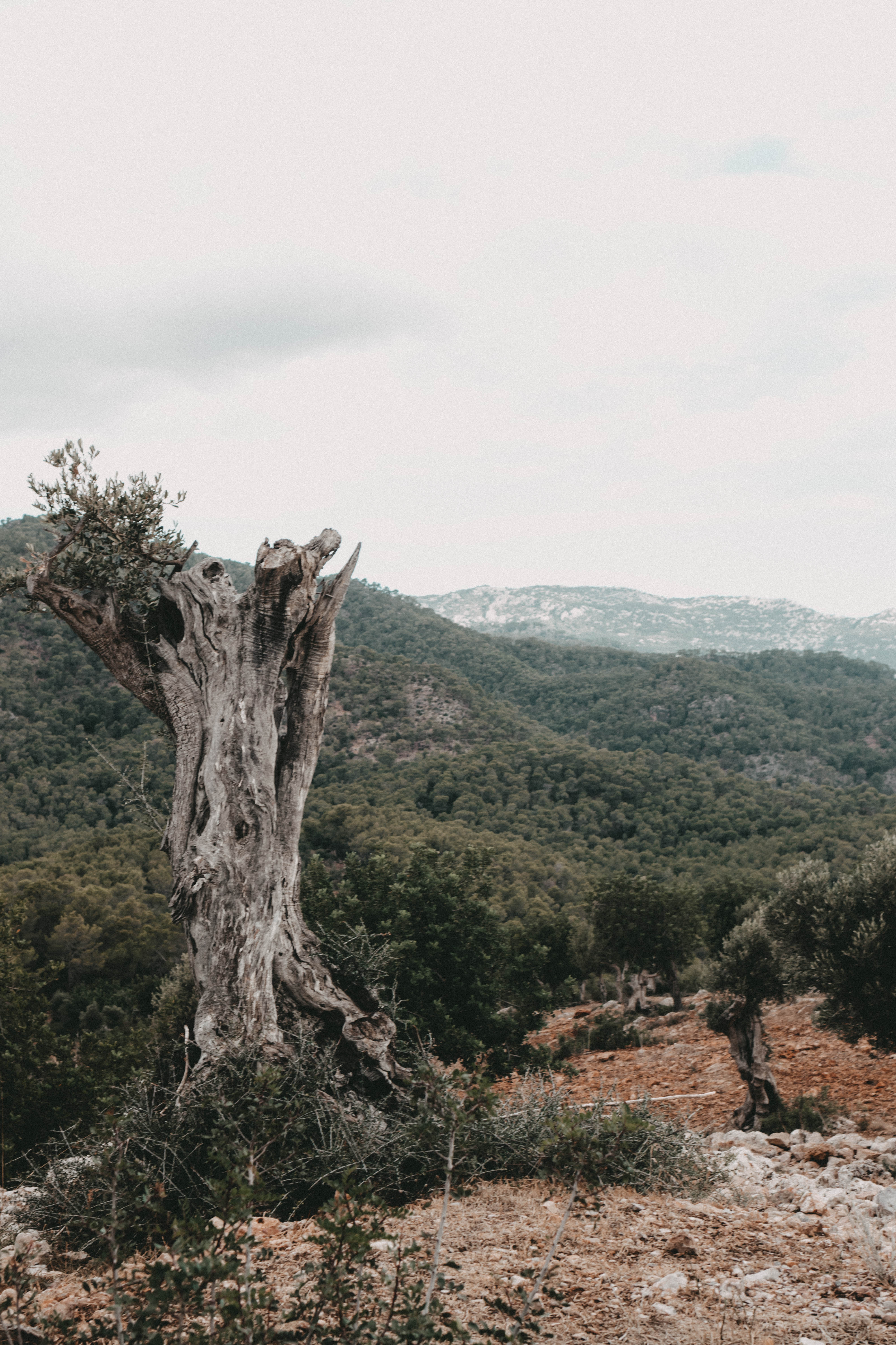 abgestorbener baum in der serra tramuntana