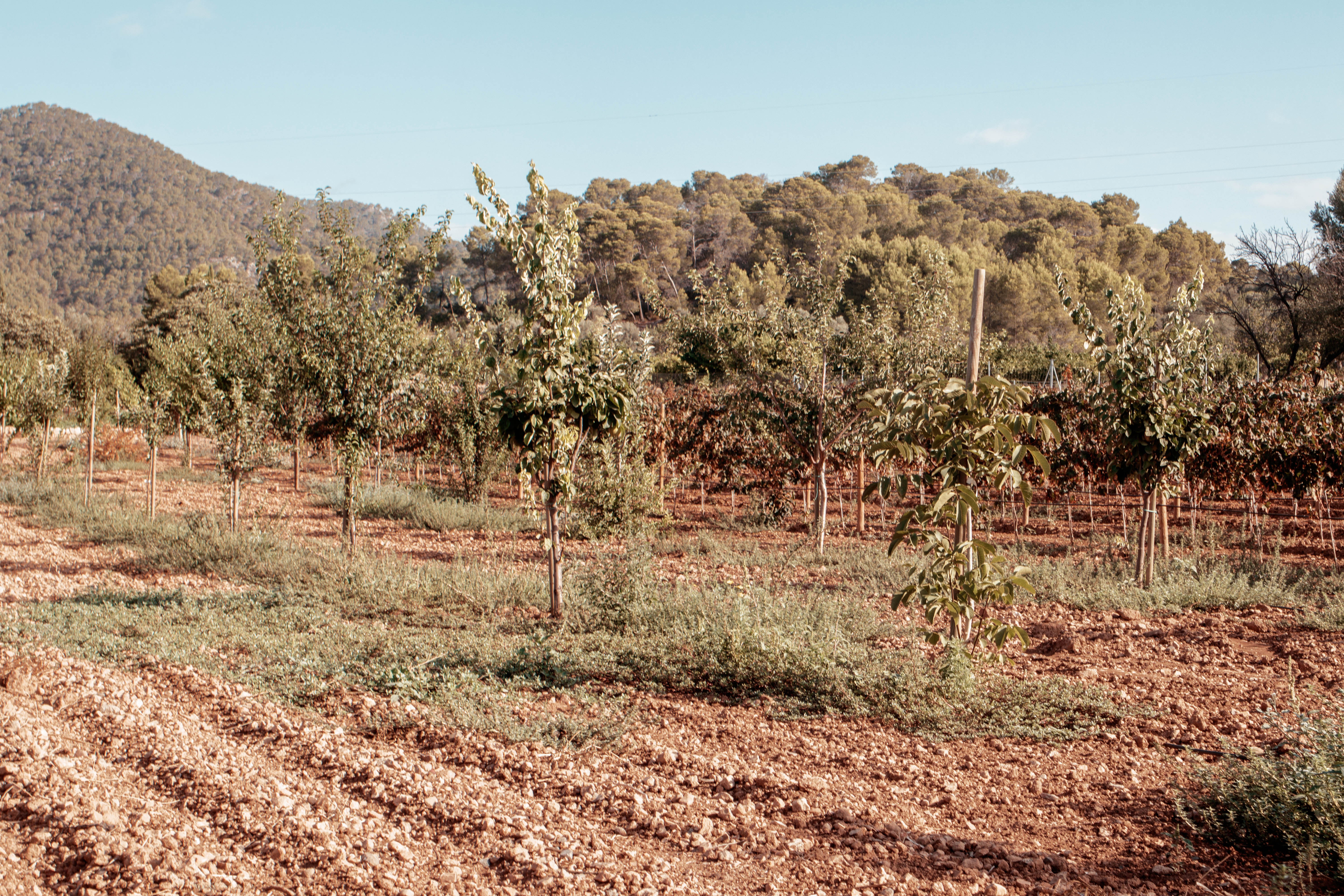 weinanbau auf mallorca