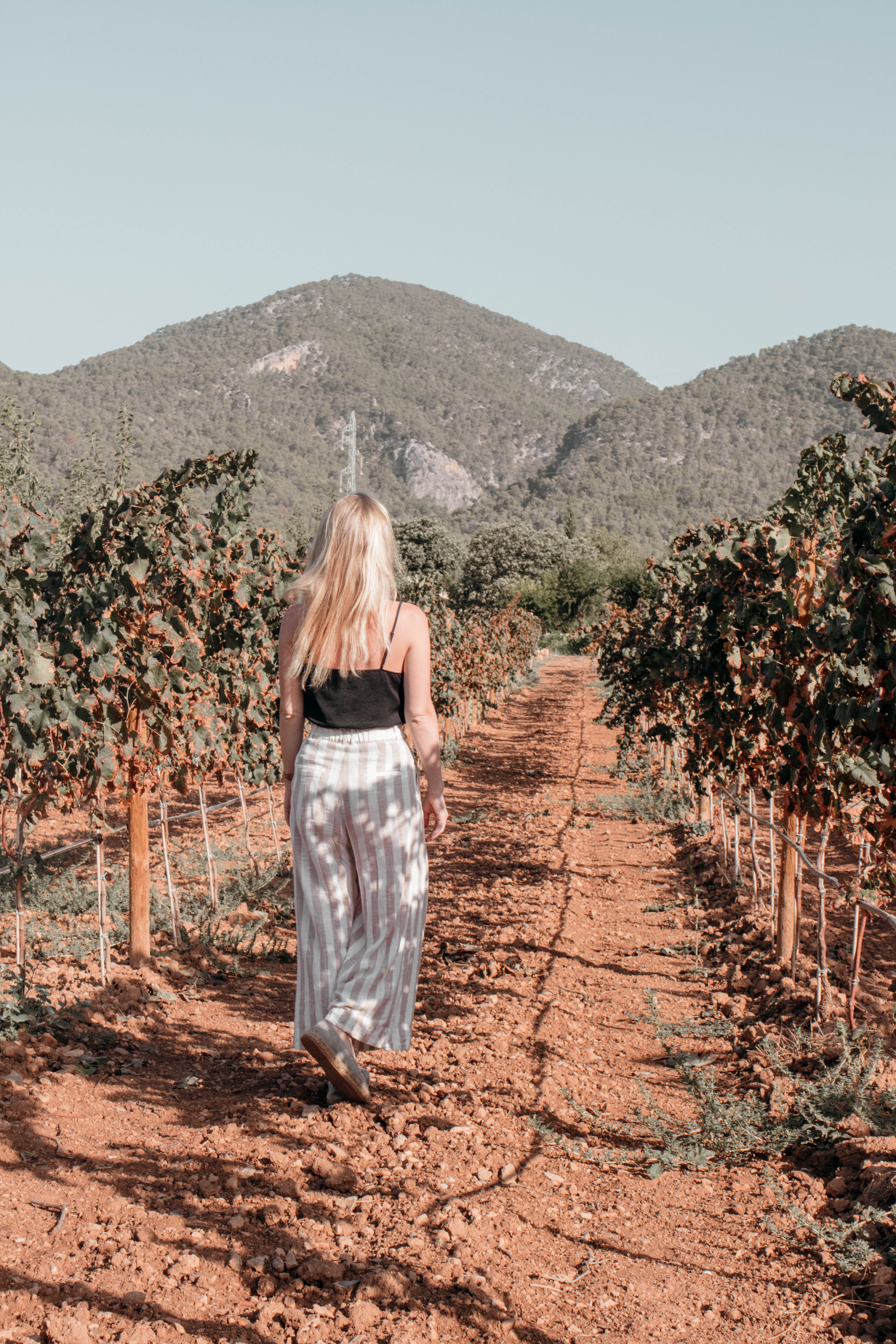 weinberg auf mallorca