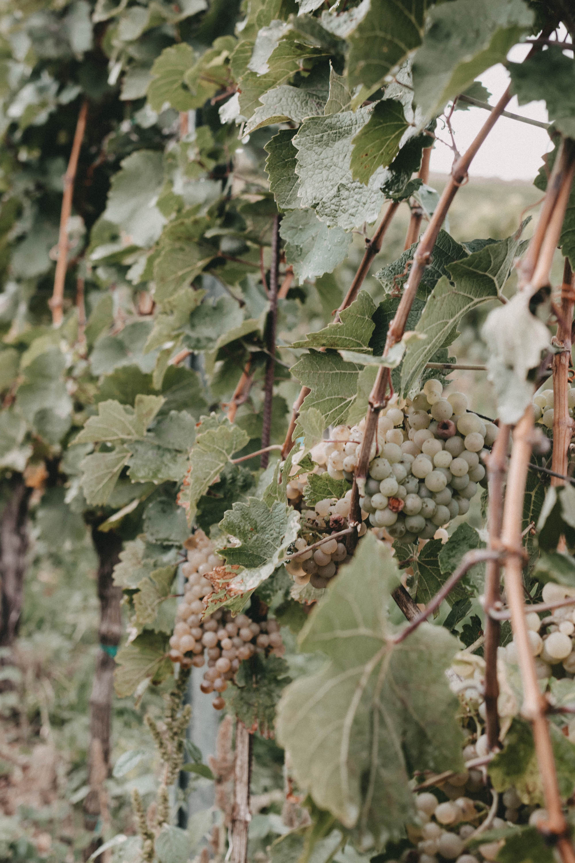 ein kulinarisches wochenende in wien weinberg wandern