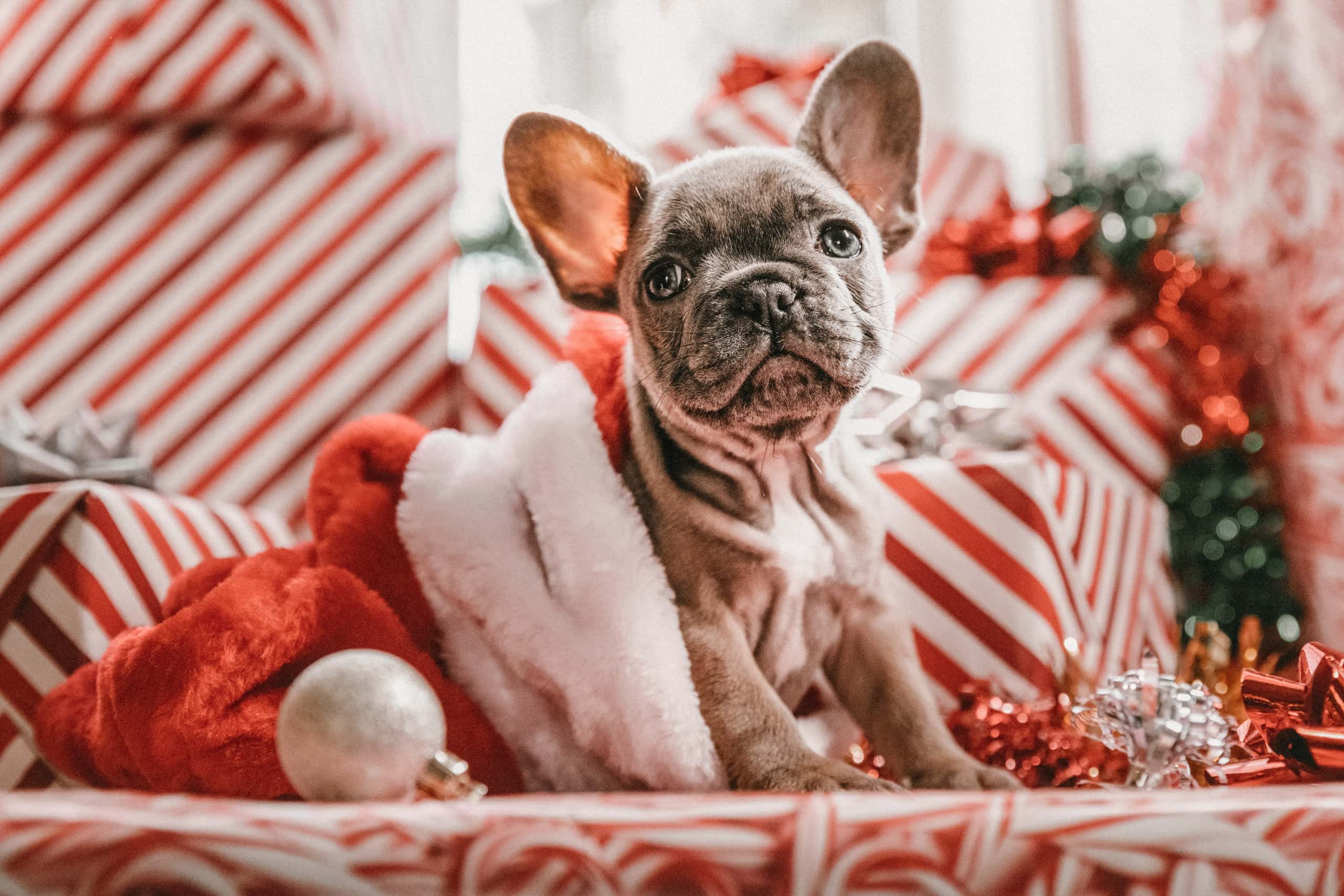 weihnachtsgeschenkideen fuer hundehalter