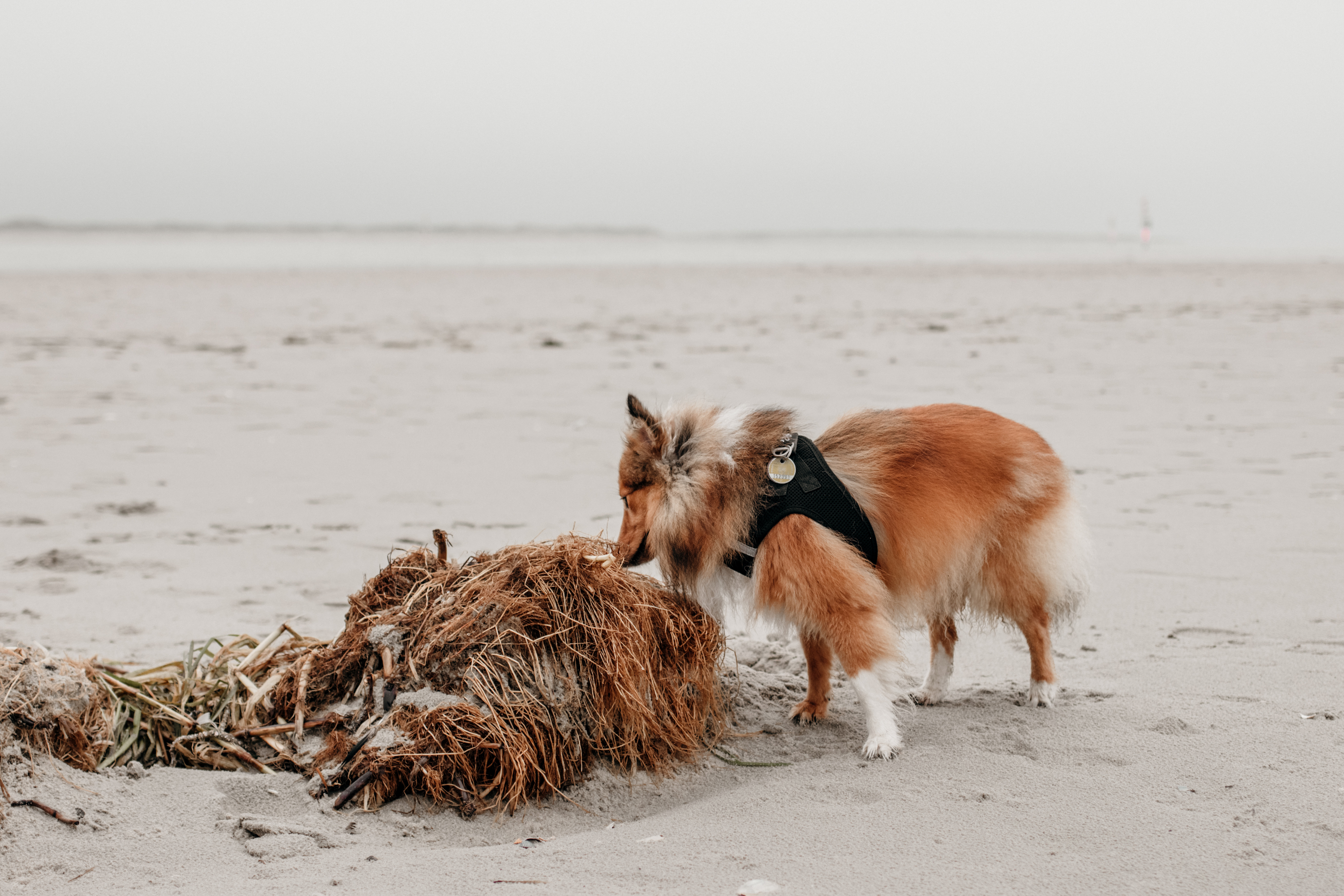 hund am strand von st. peter ording