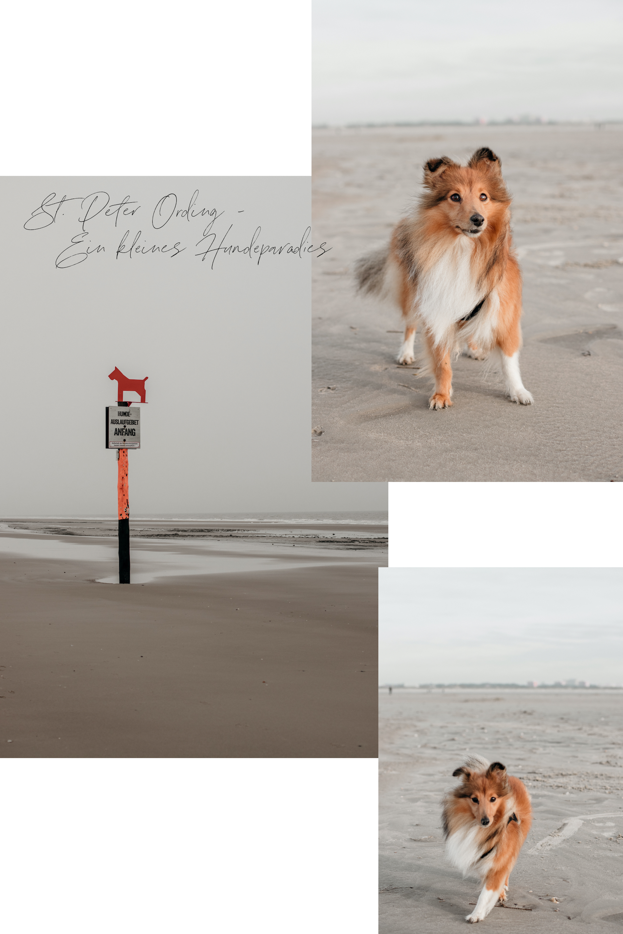 sheltie am strand von st. oeter ording