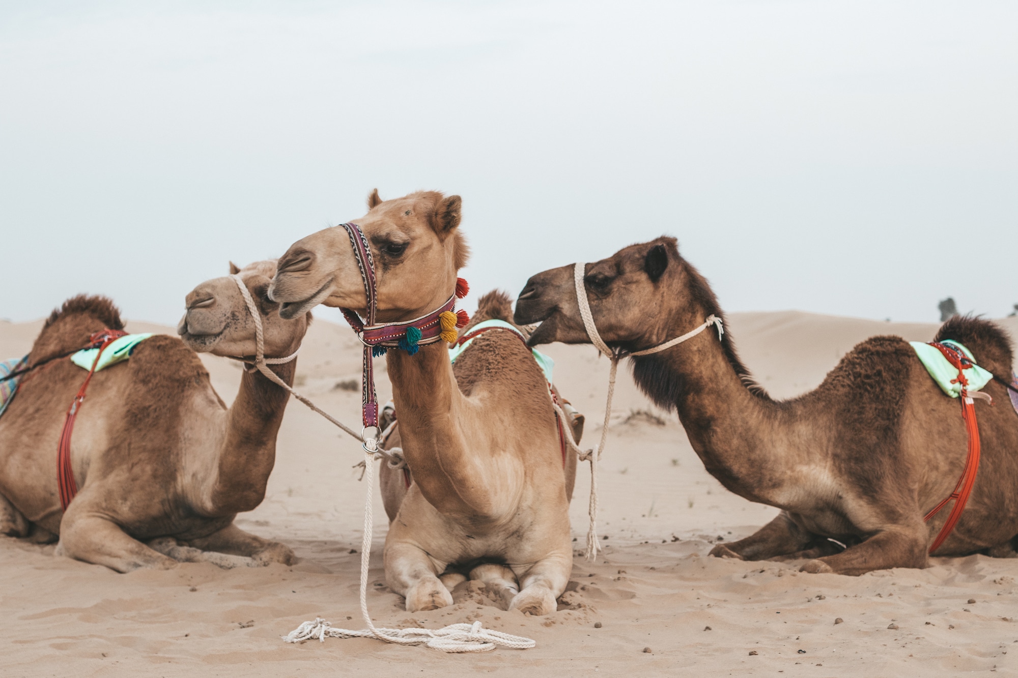 camel racing dubai