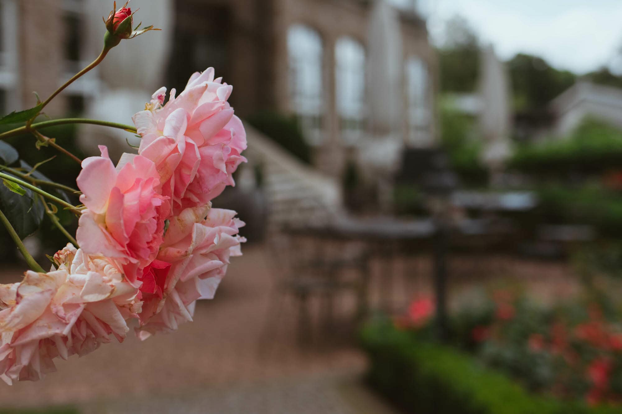 vitalhotel alter meierhof rosen