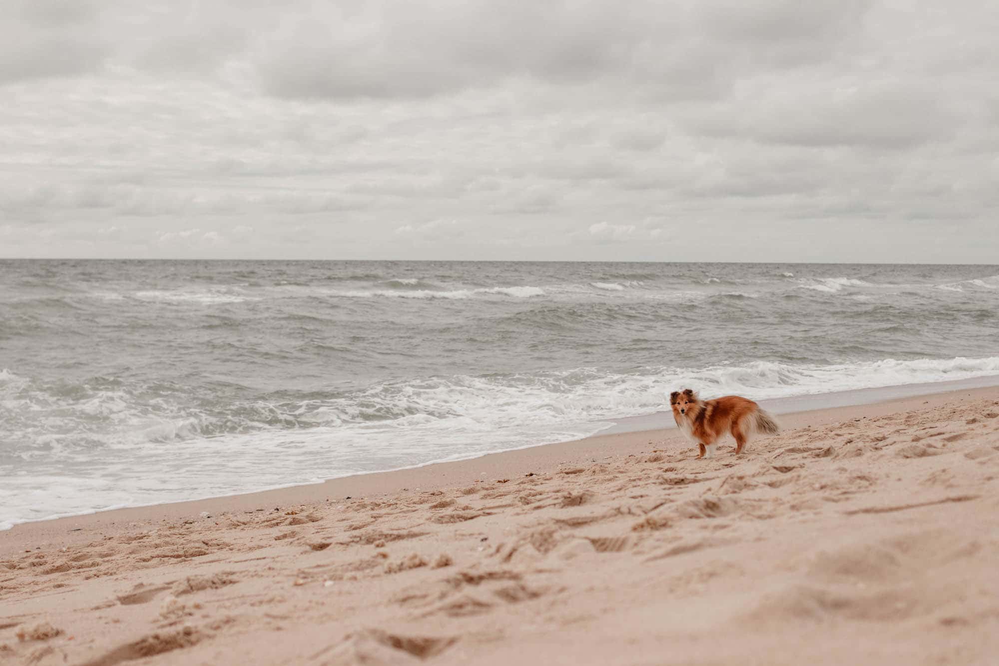 Hundestrand baakdeel Rantum