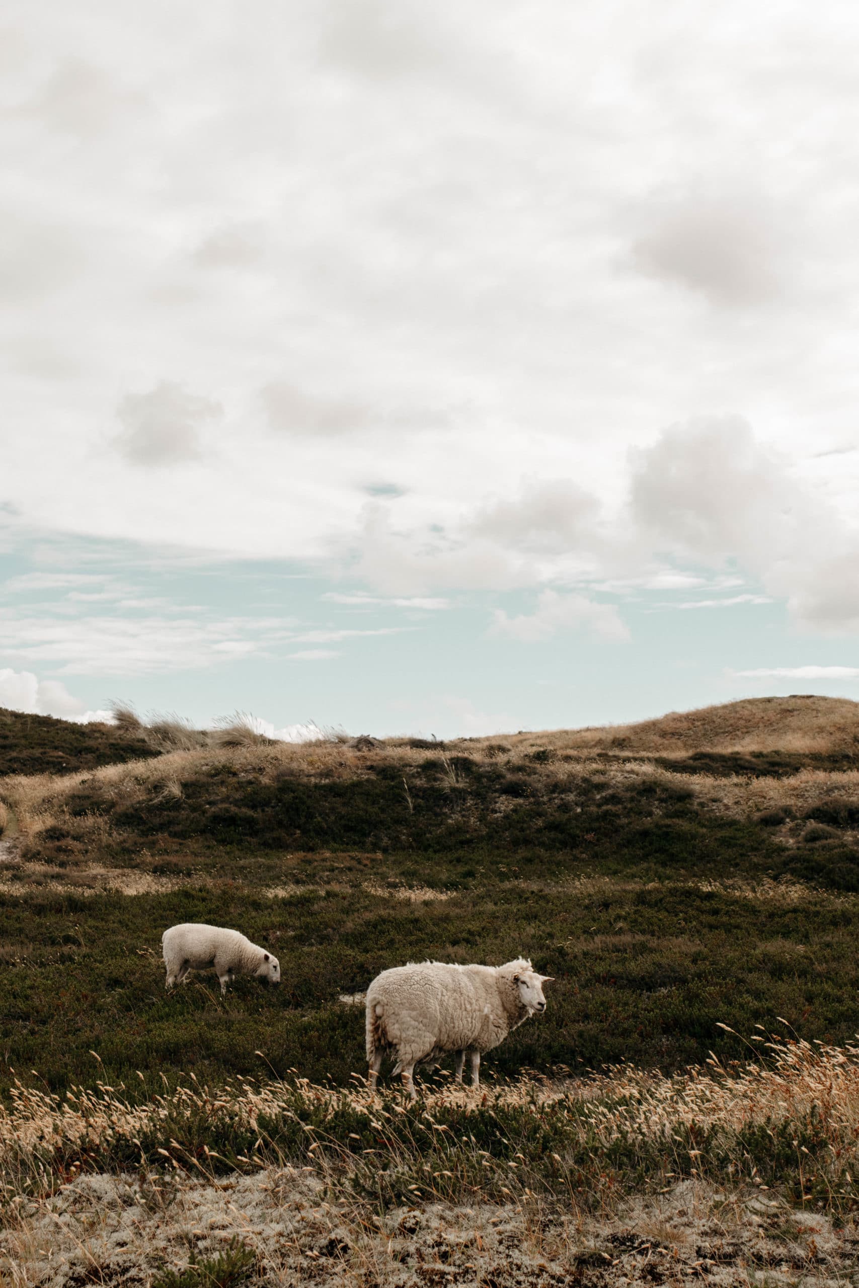 ellenbogen sylt Schafe