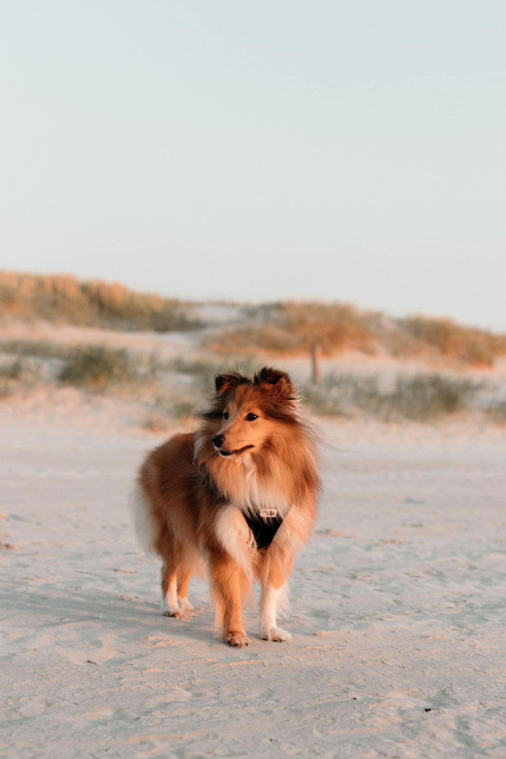 sheltie st peter ording