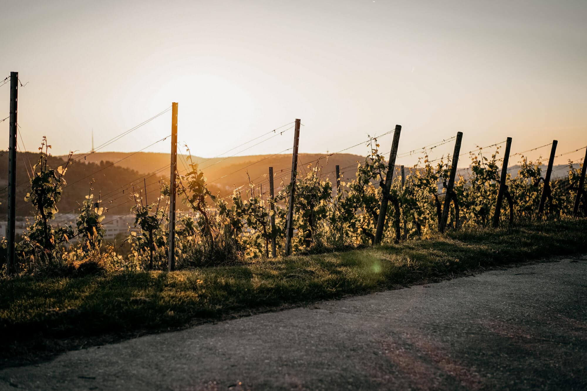 mosel highlights wein