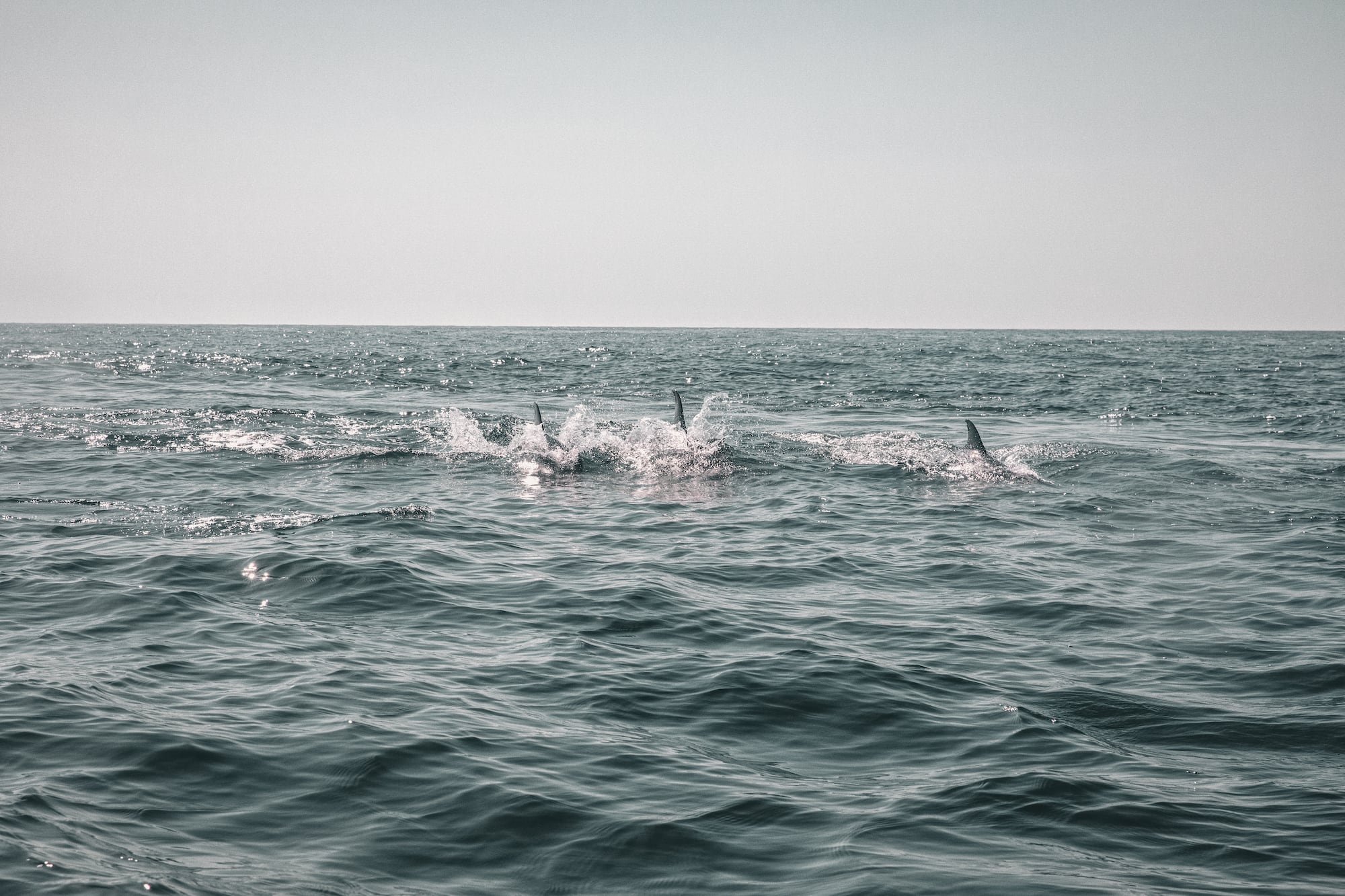 delfine vor albufeira portugal highlights 