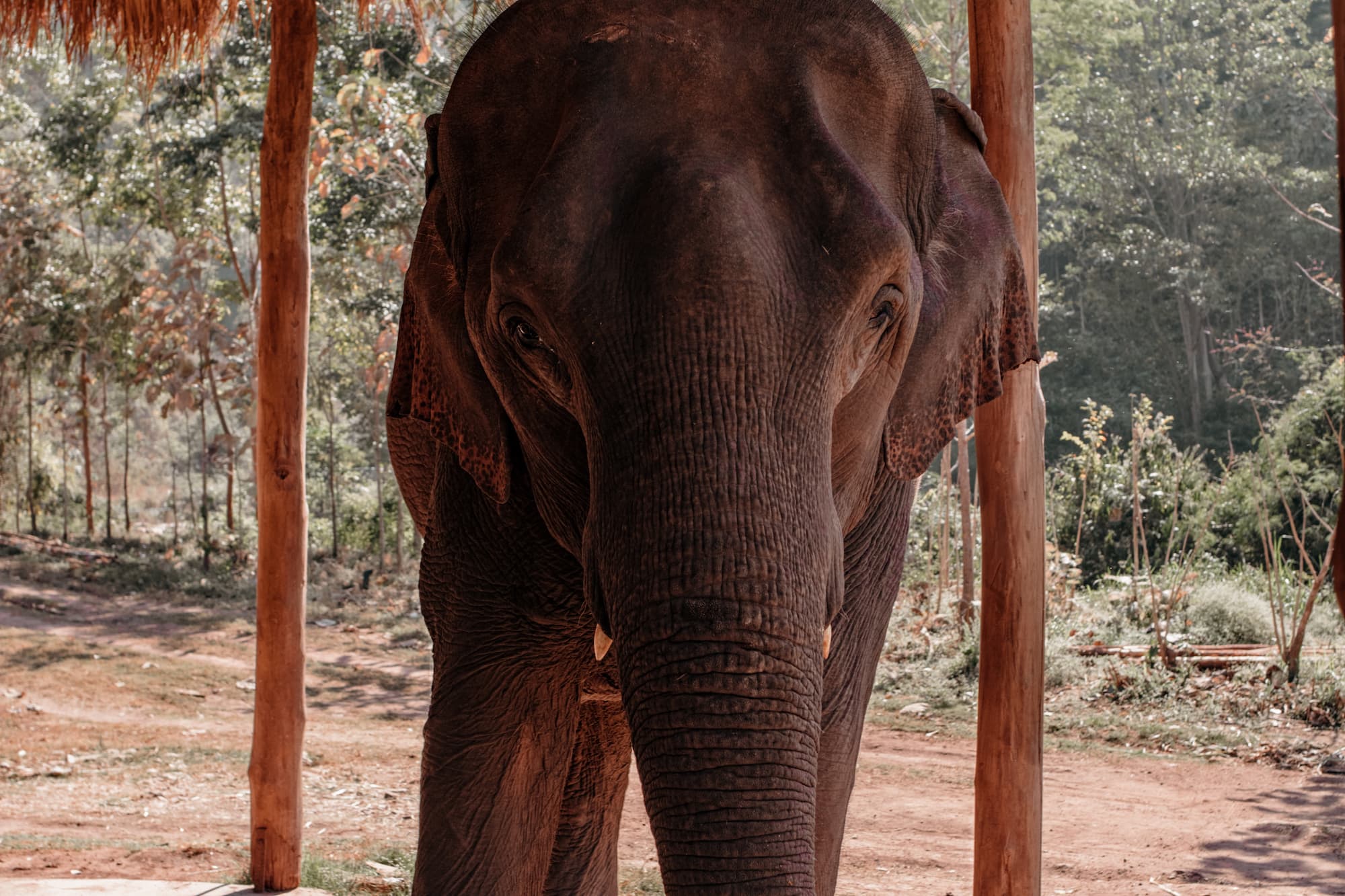 Elefanten in myanmar