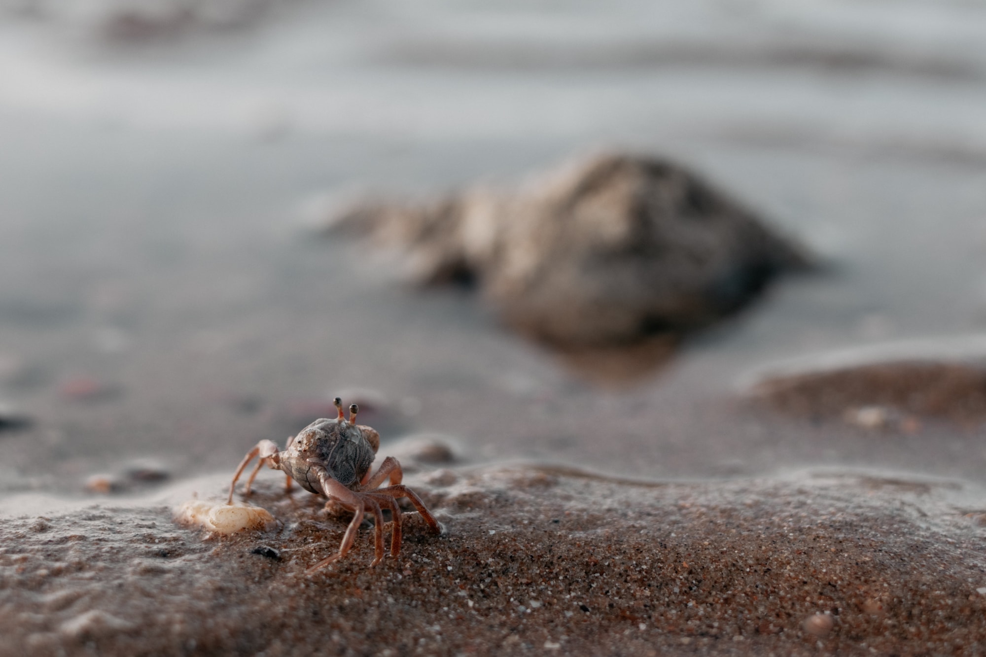 krabi krebs strand