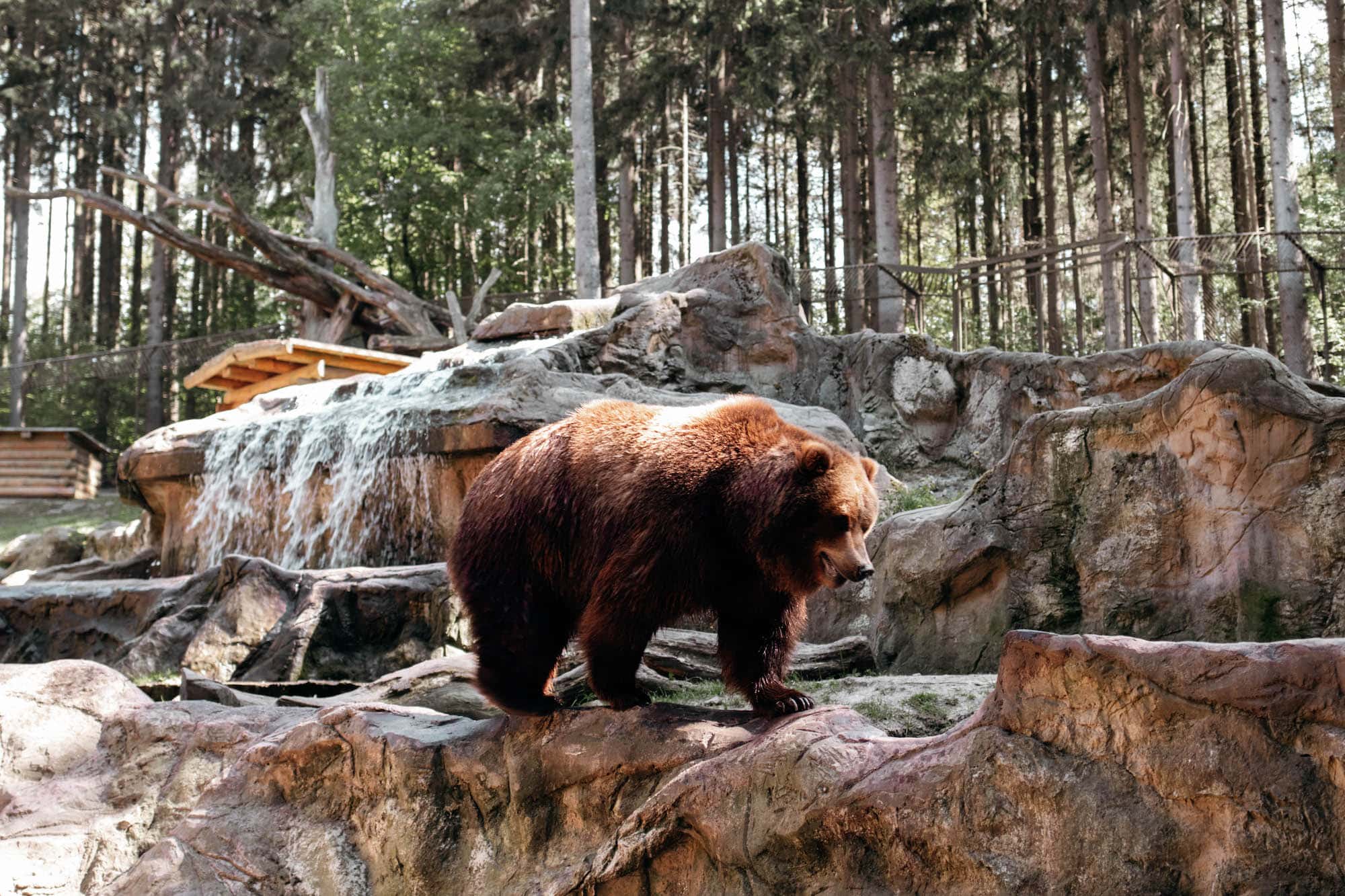 wildpark lueneburger heide bär