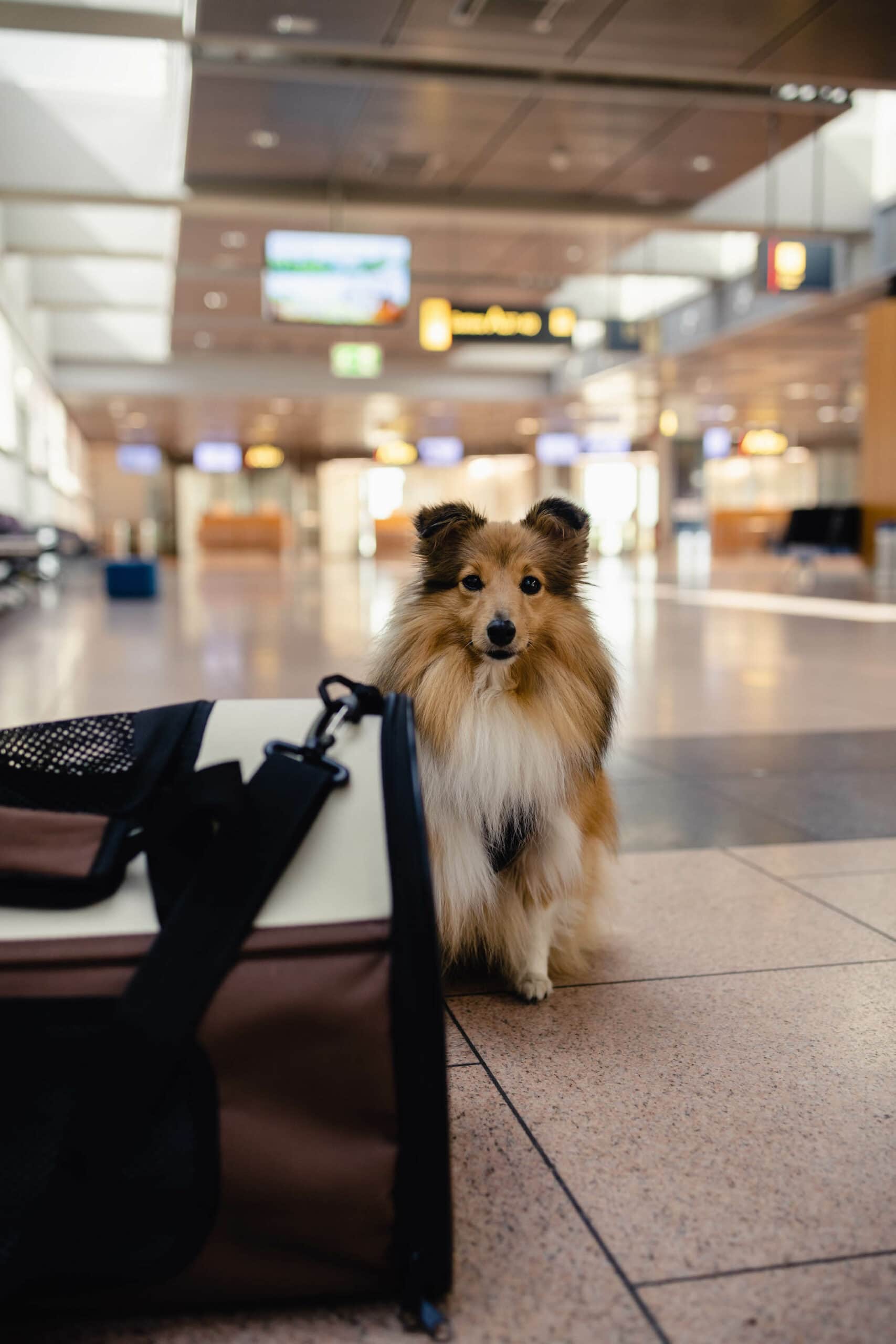 fliegen mit hund