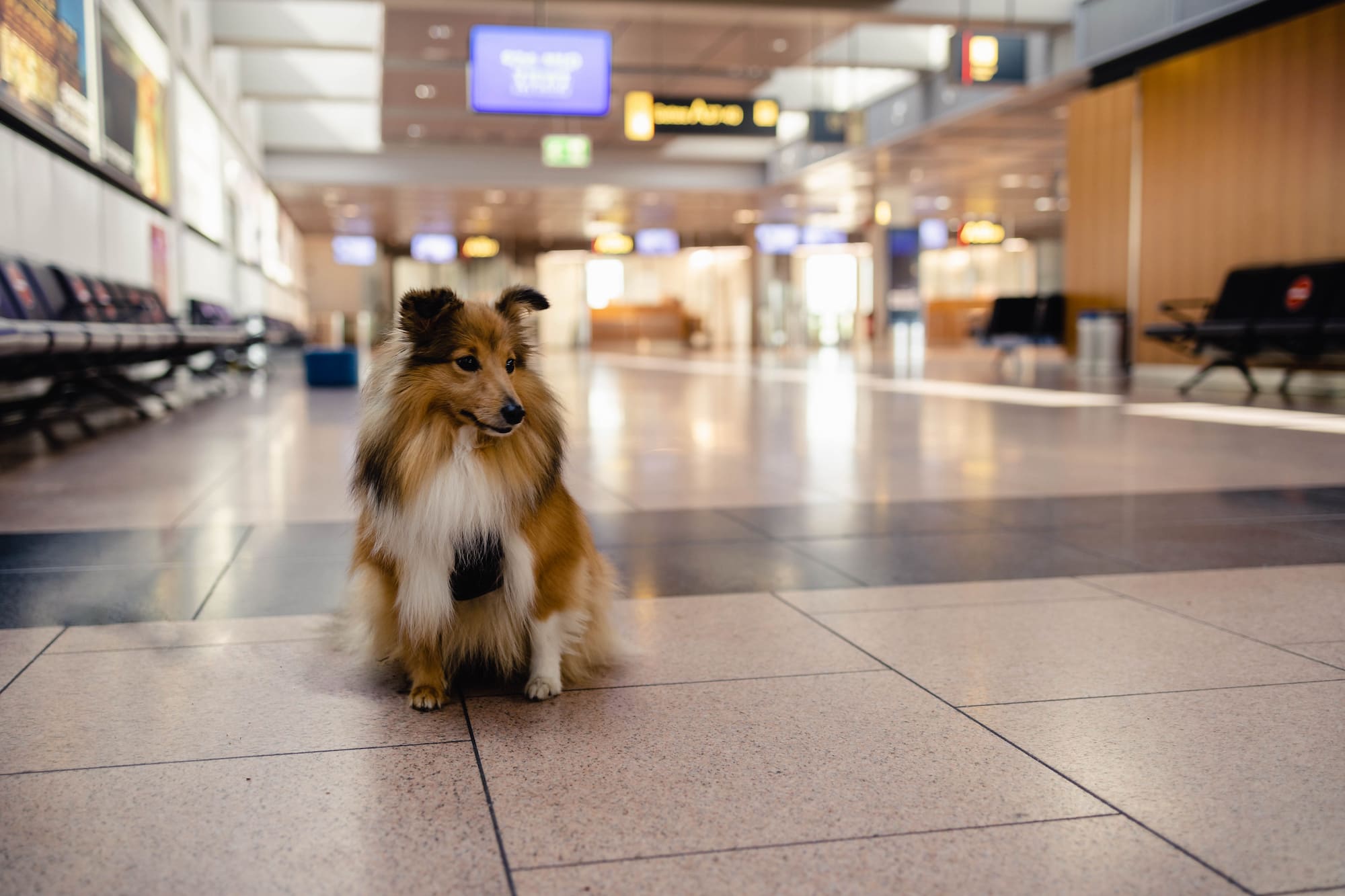 Fliegen mit Hund - Die Tipps für einen entspannten Flug -