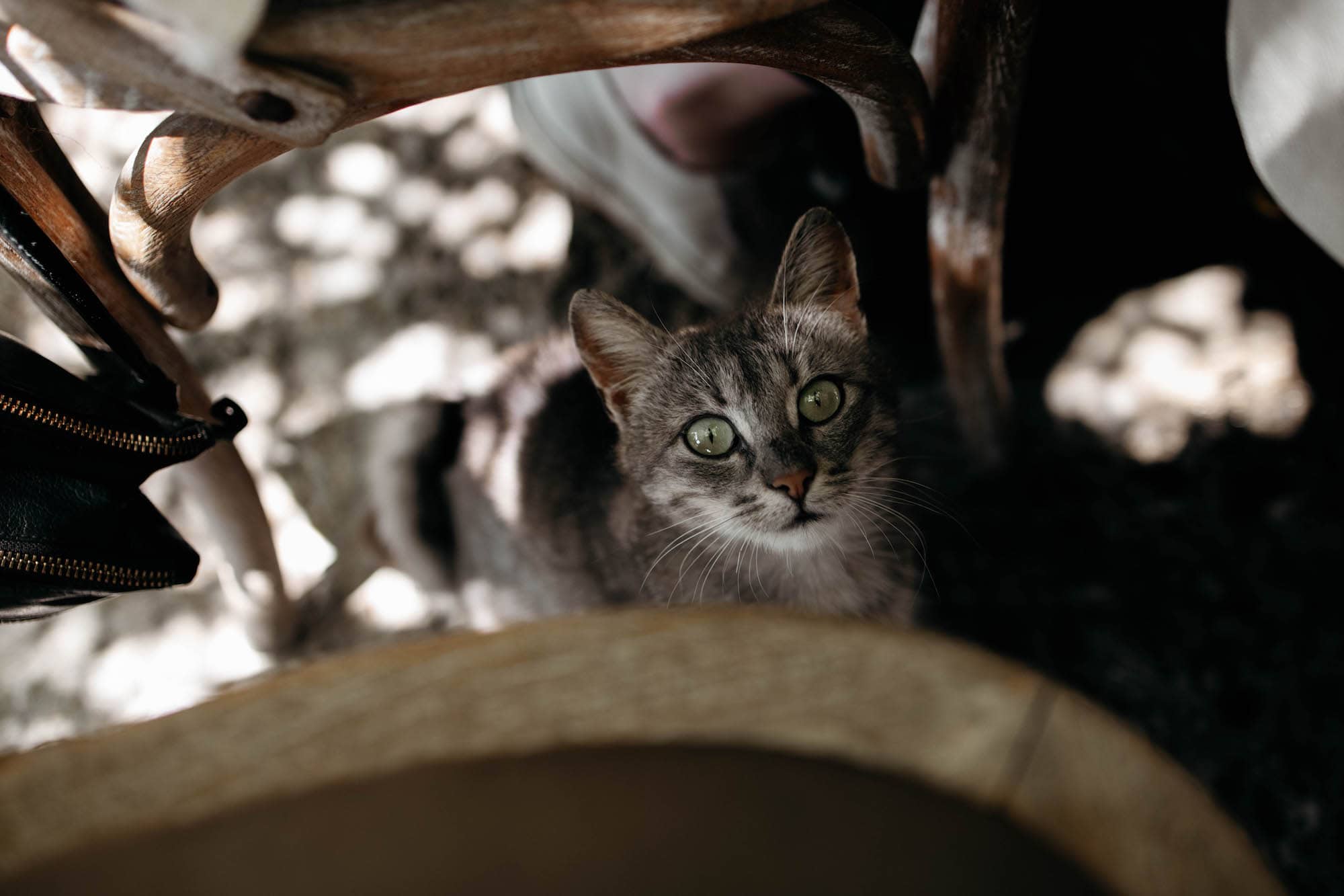 Katze Bulgarien Schwarzmeerküste