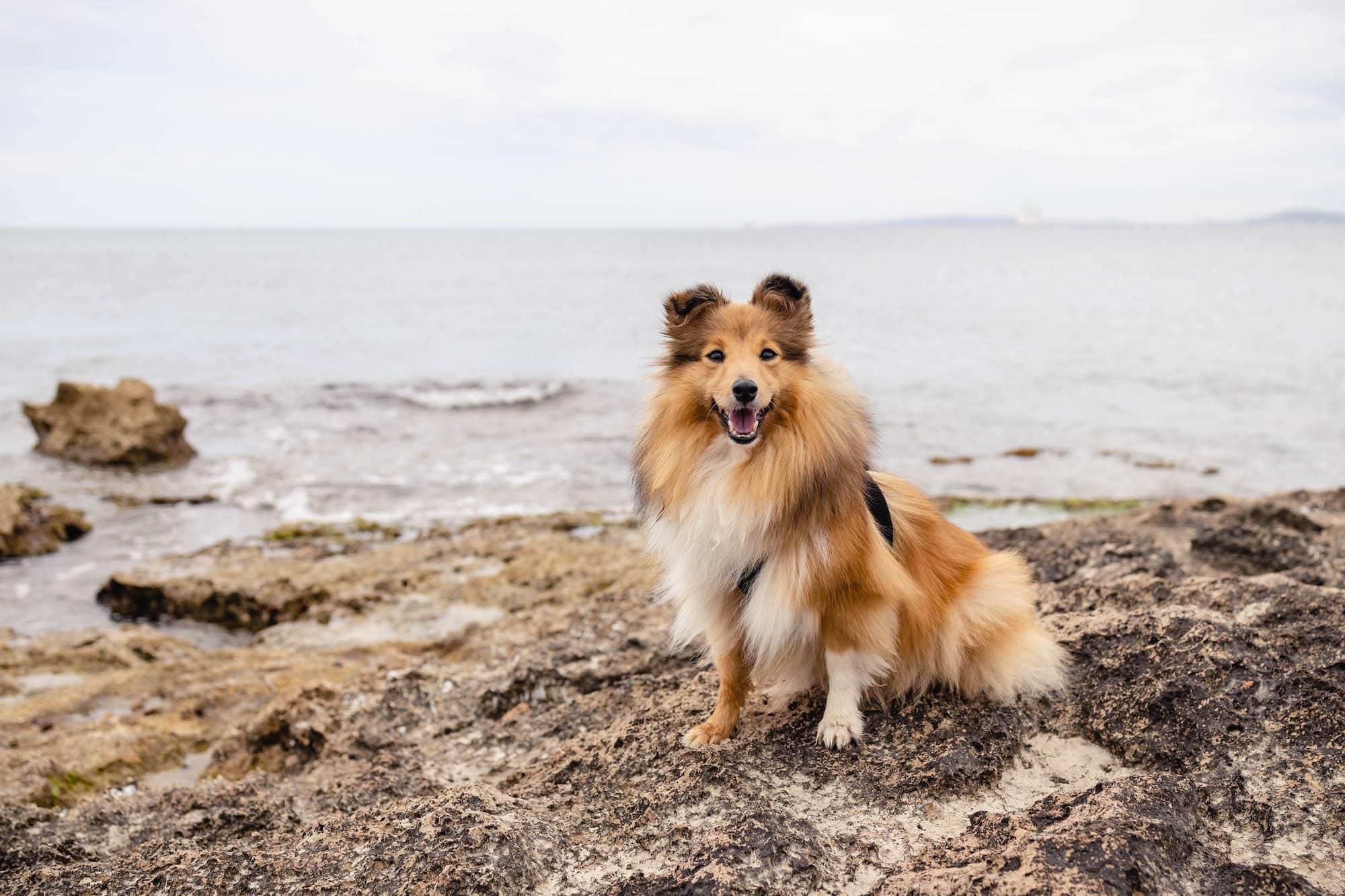 cala degos hundestrand