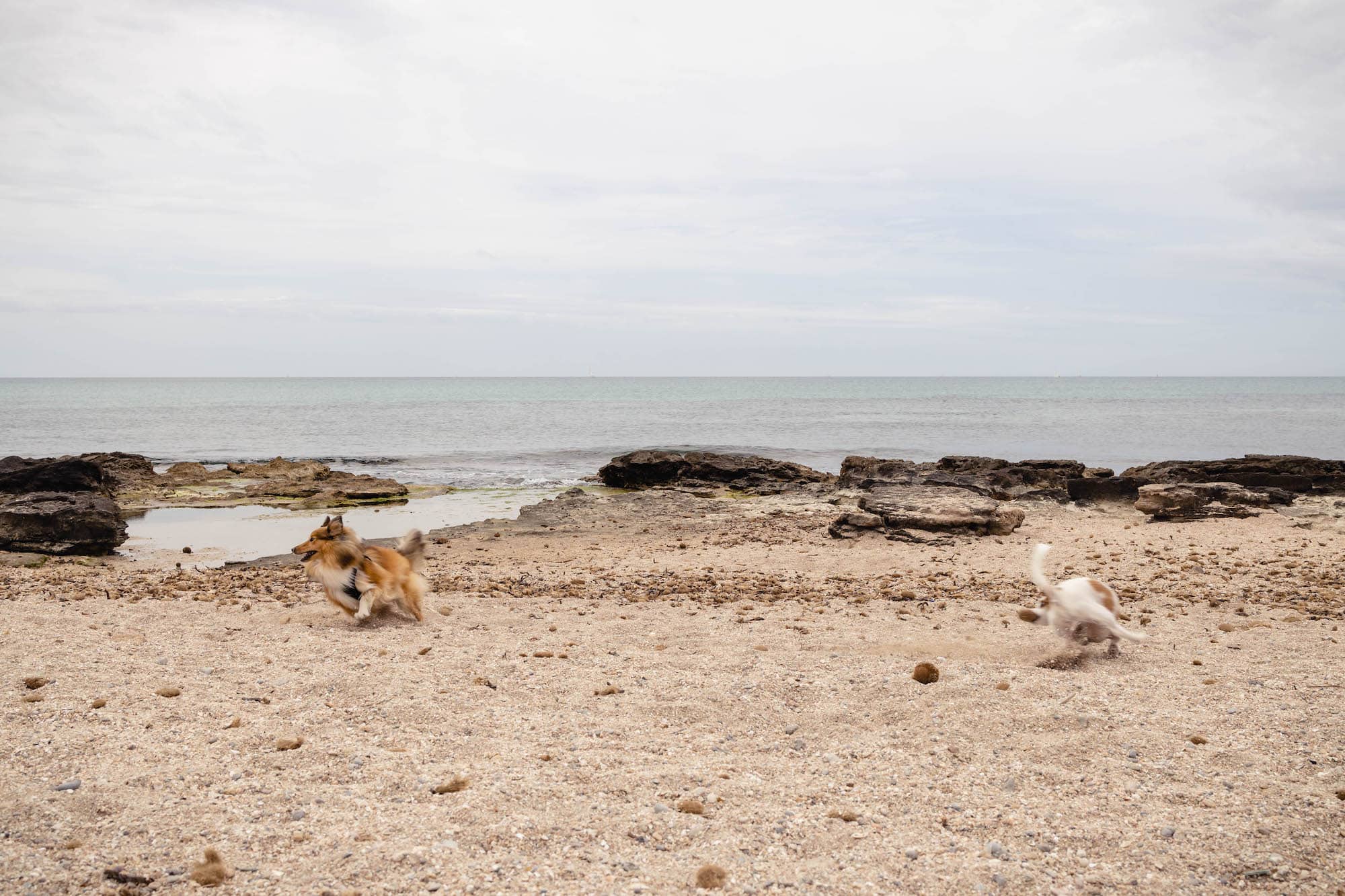 mallorca mit hund strand