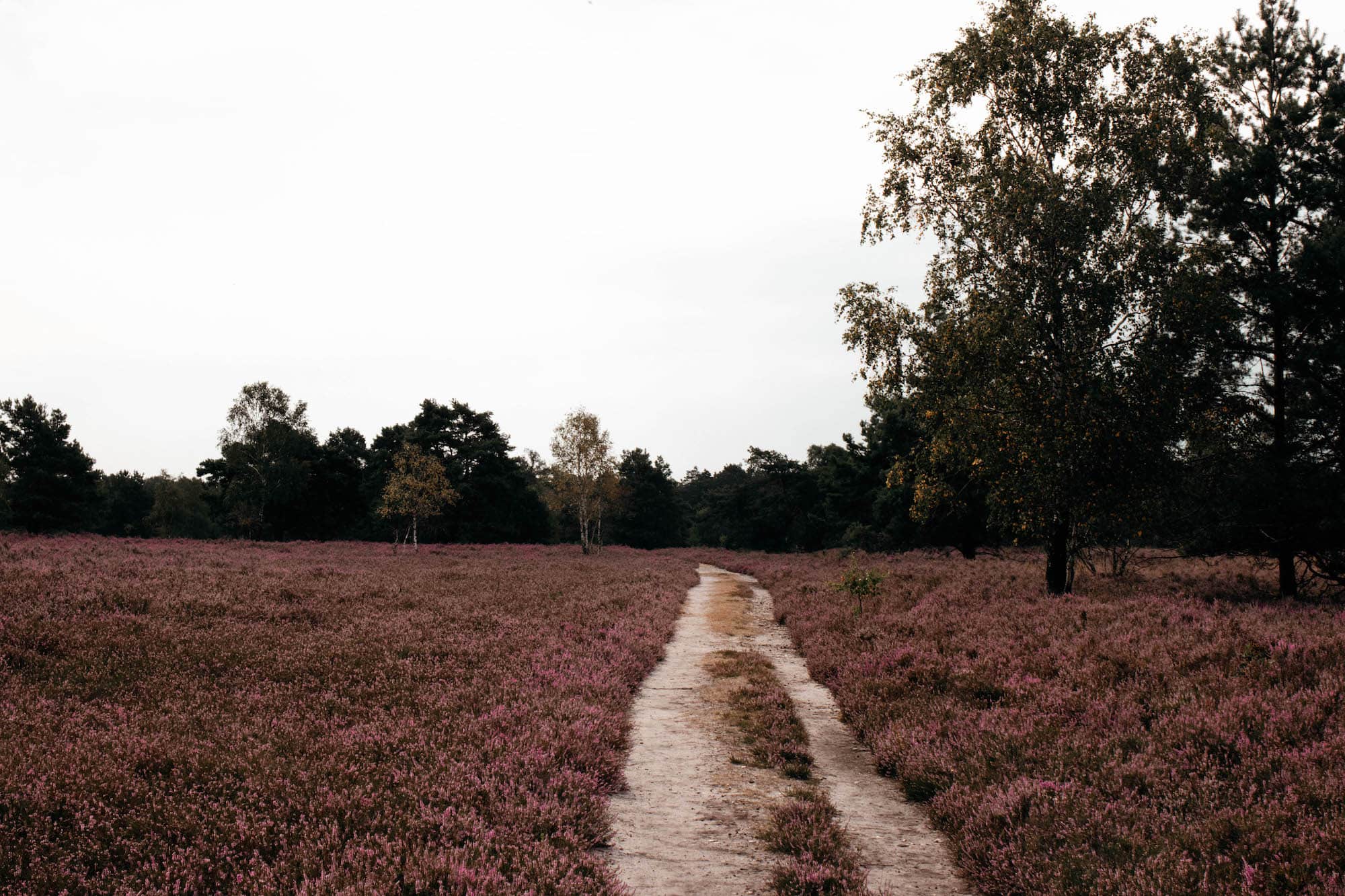 lueneburger heide heidschnuckenweg