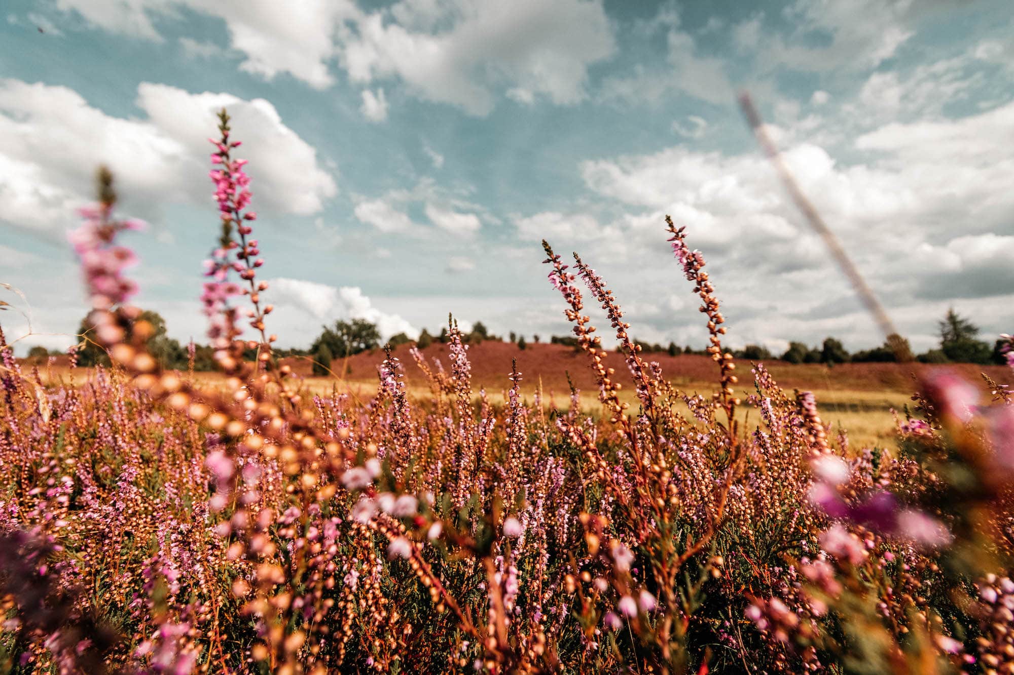 lueneburger heide sehenswürdigkeiten