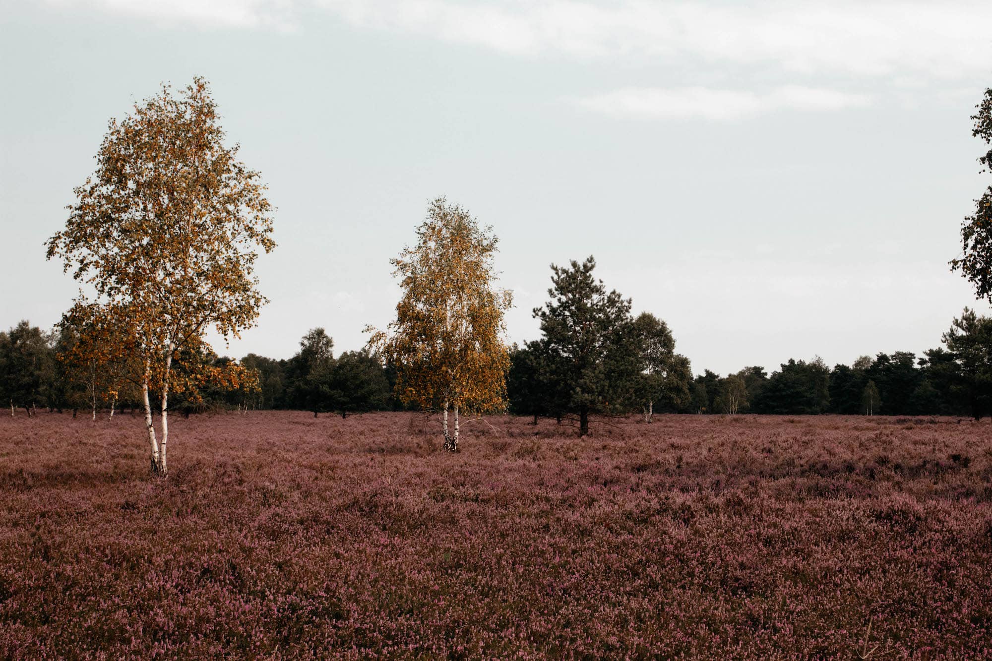 lueneburger heide landschaft