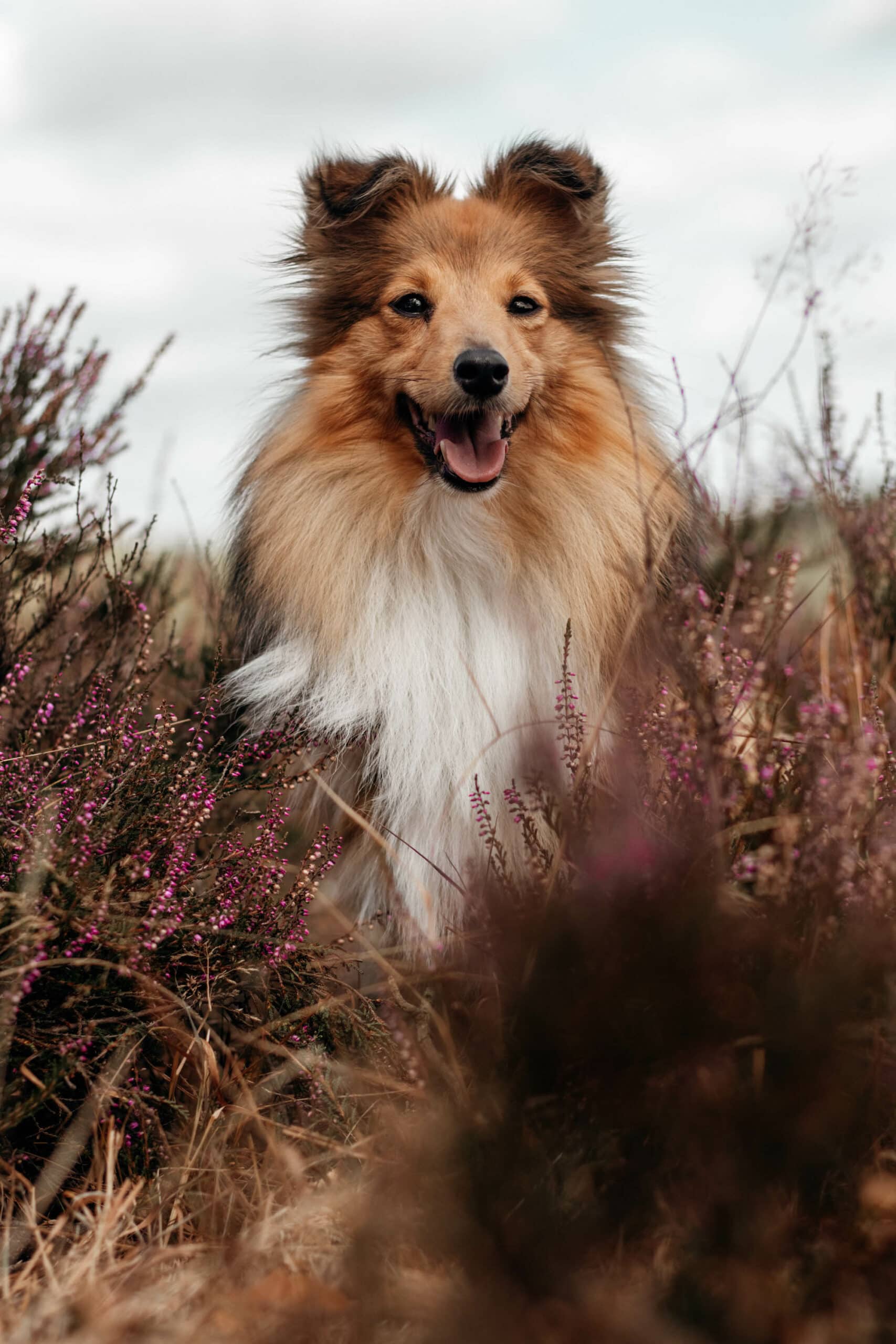 lueneburger heide hund